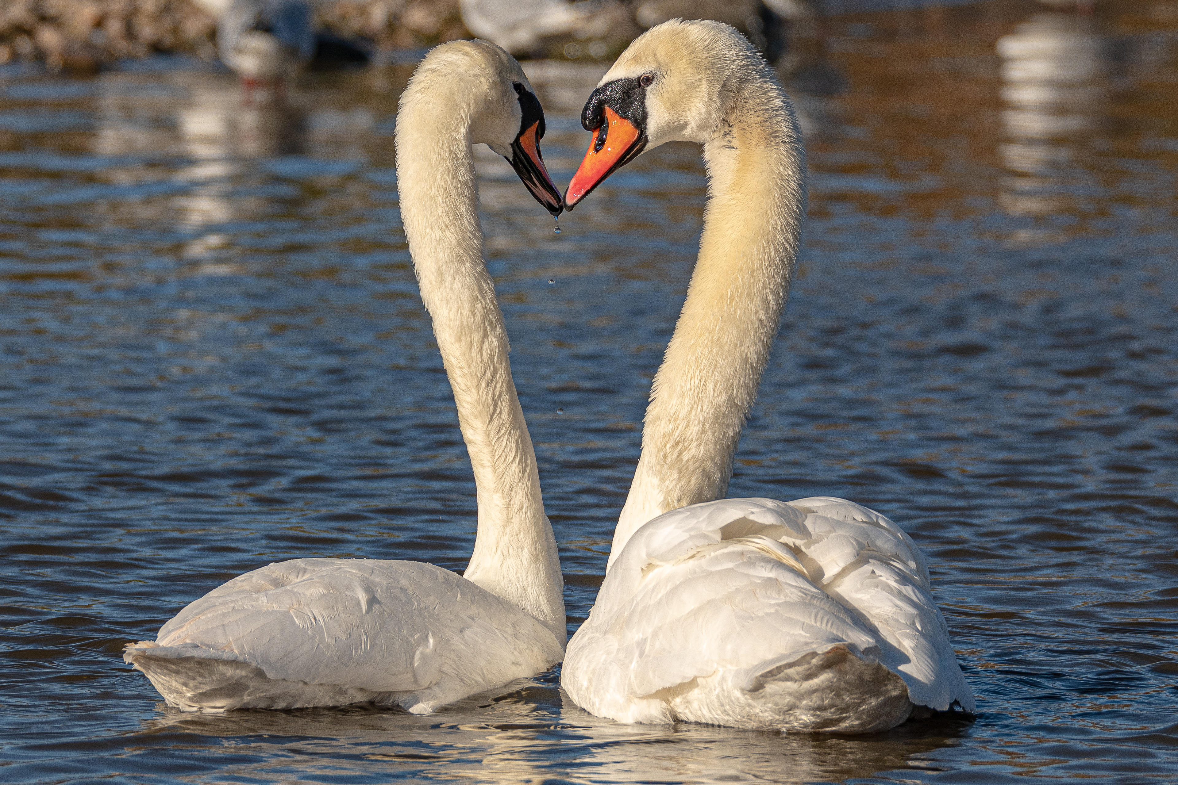 Mute Swan