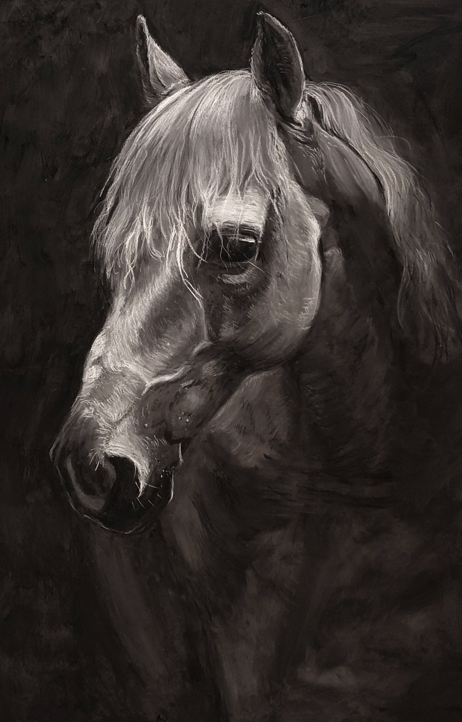 Horse Study - Charcoal