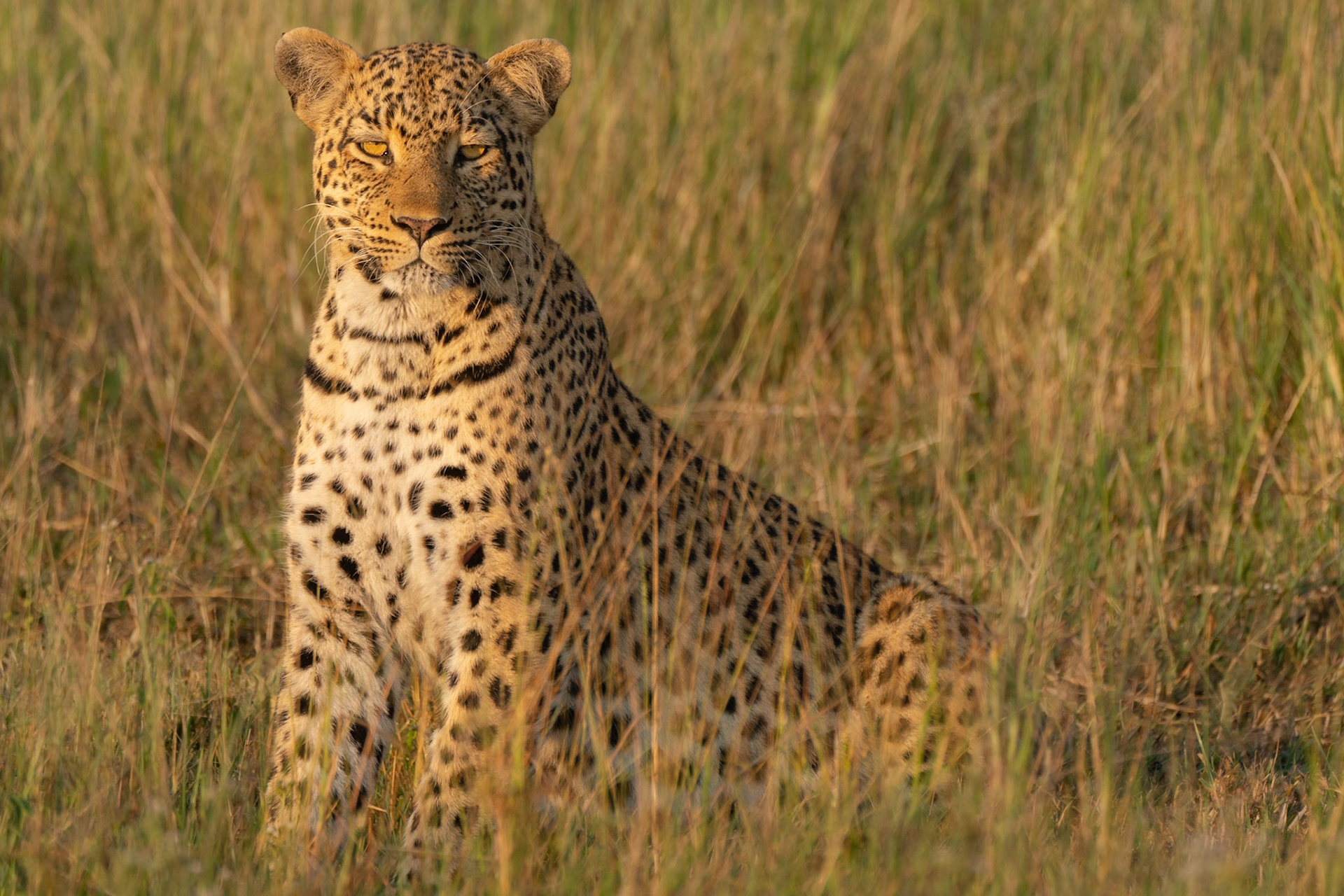 Mother Leopard Morning Sun