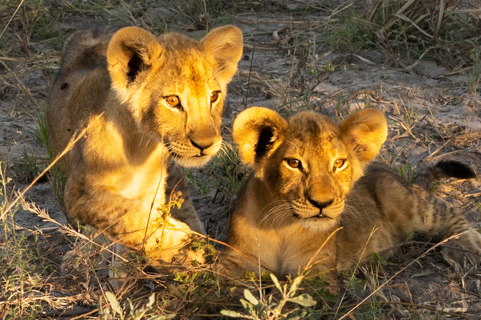 Lion Cubs at Dusk
