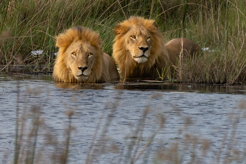 Watching for Crocodiles