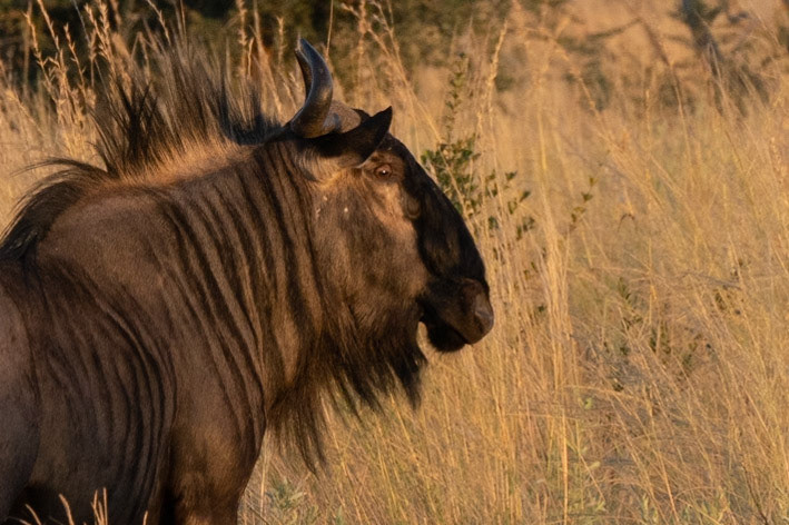 Wildebeest Profile