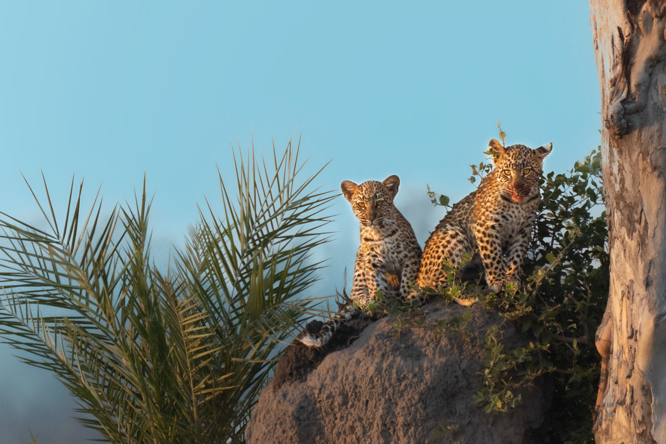 Leopard Cubs Waiting for Breakfast