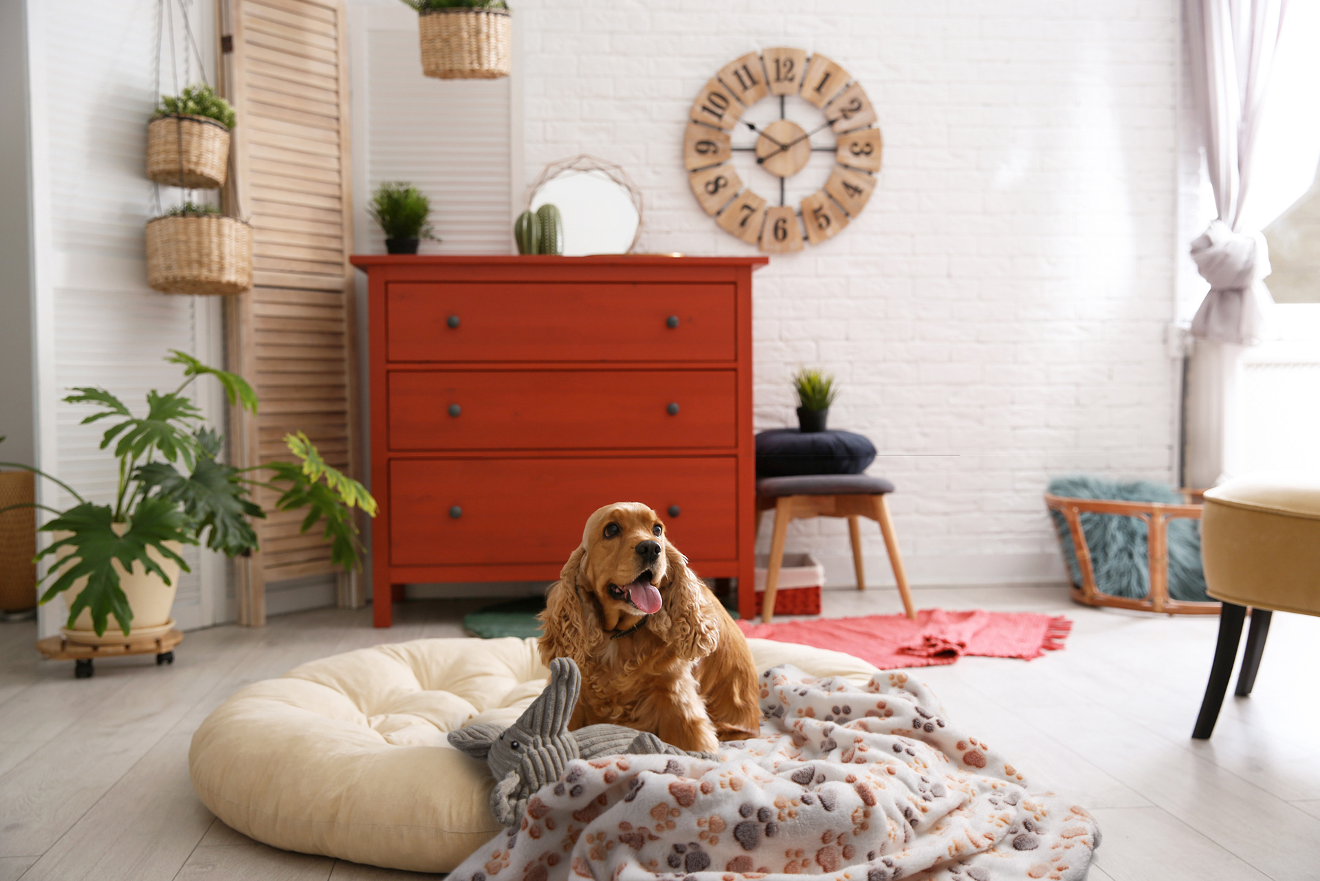 Composite of pet blanket and soft toy with interior of home, happy dog on bed. Product photography and compositing by Stefania Calderara