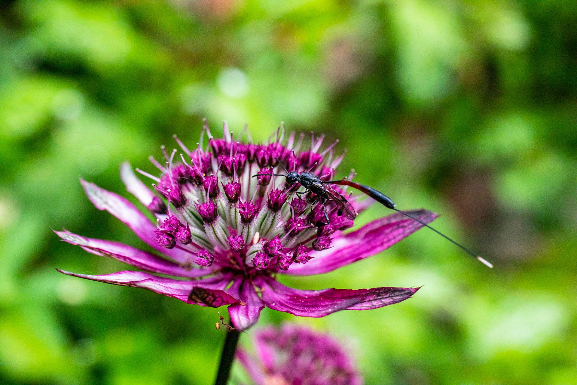 Wasp (Gasteruption jaculator) on an Astrantia