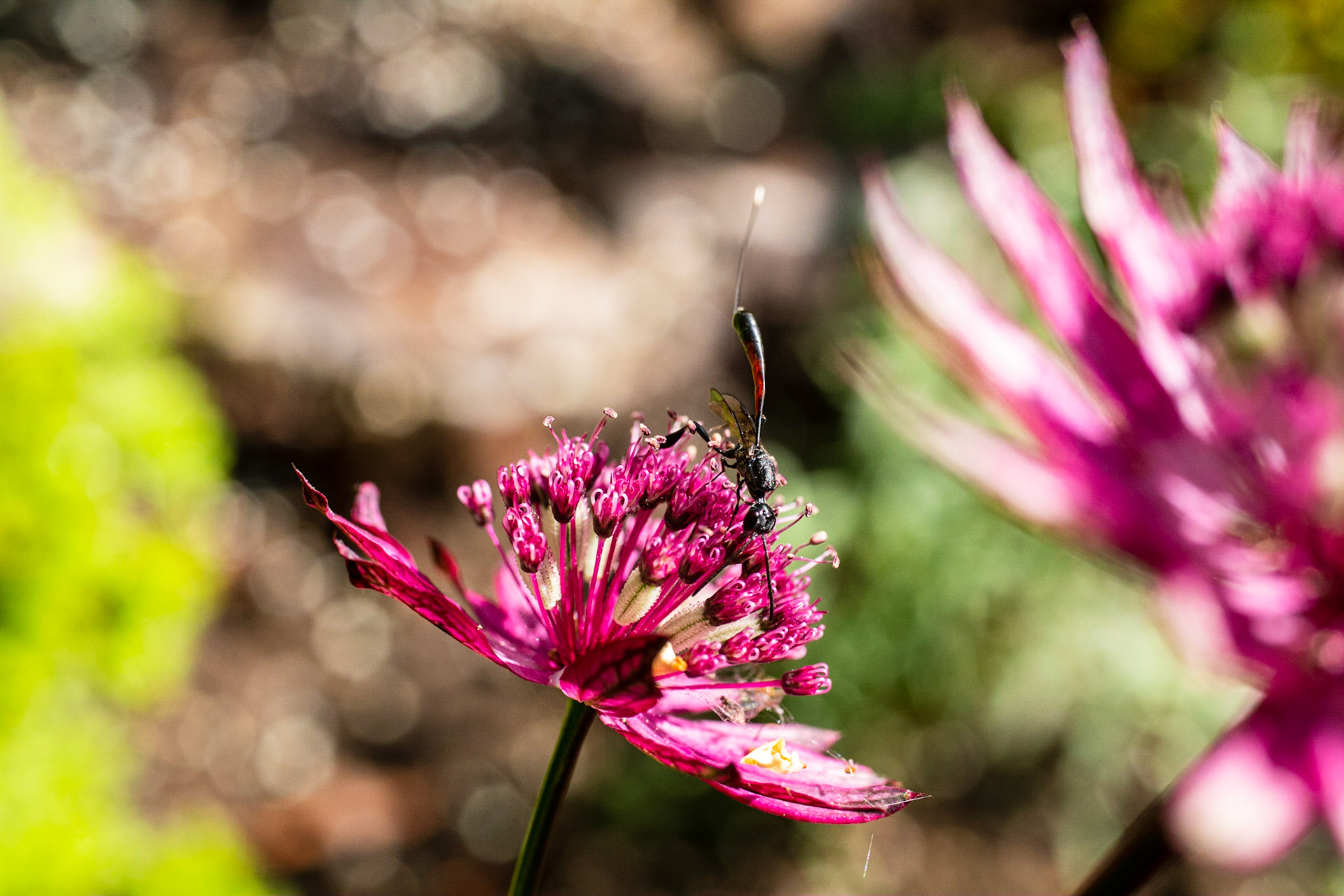 Wasp (Gasteruption jaculator) on an Astrantia