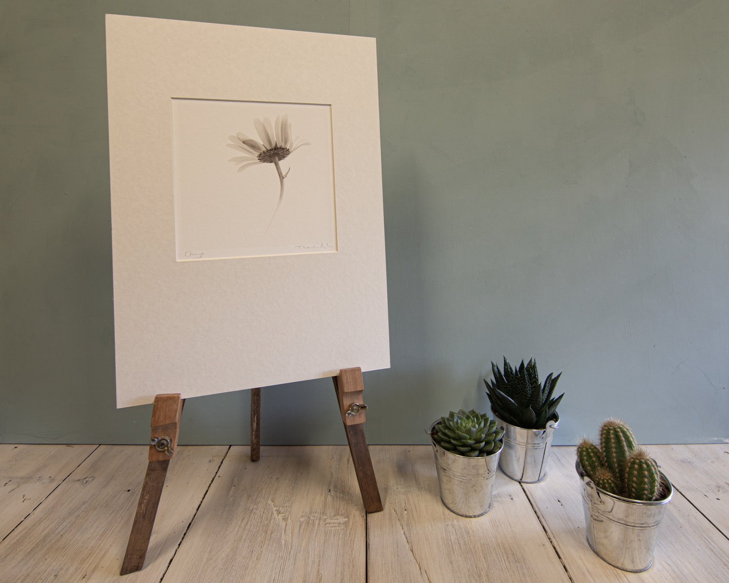 "Oxeye"