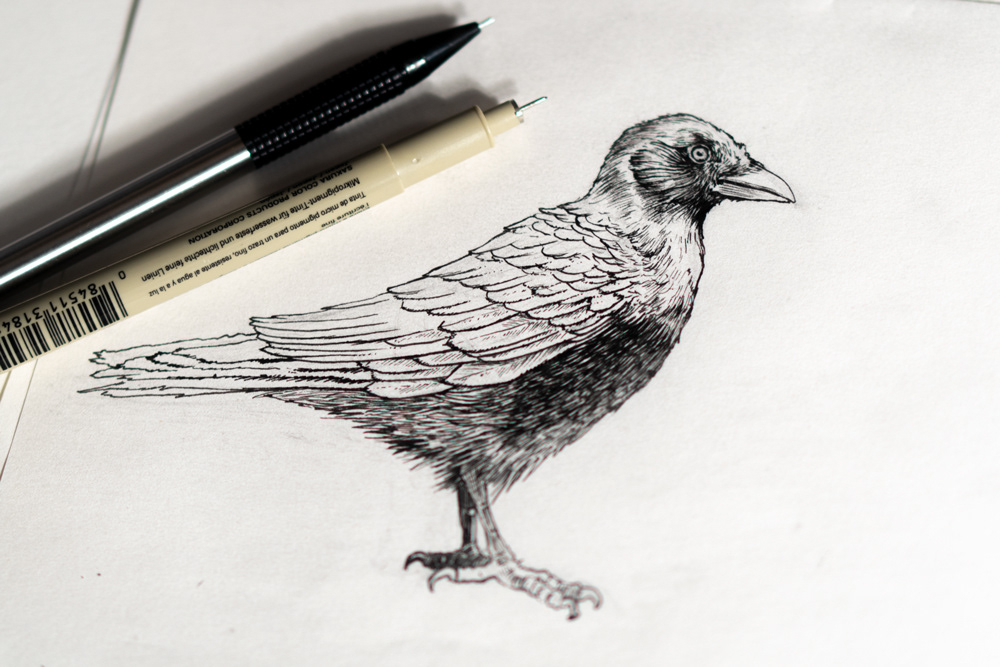 In class bird demo