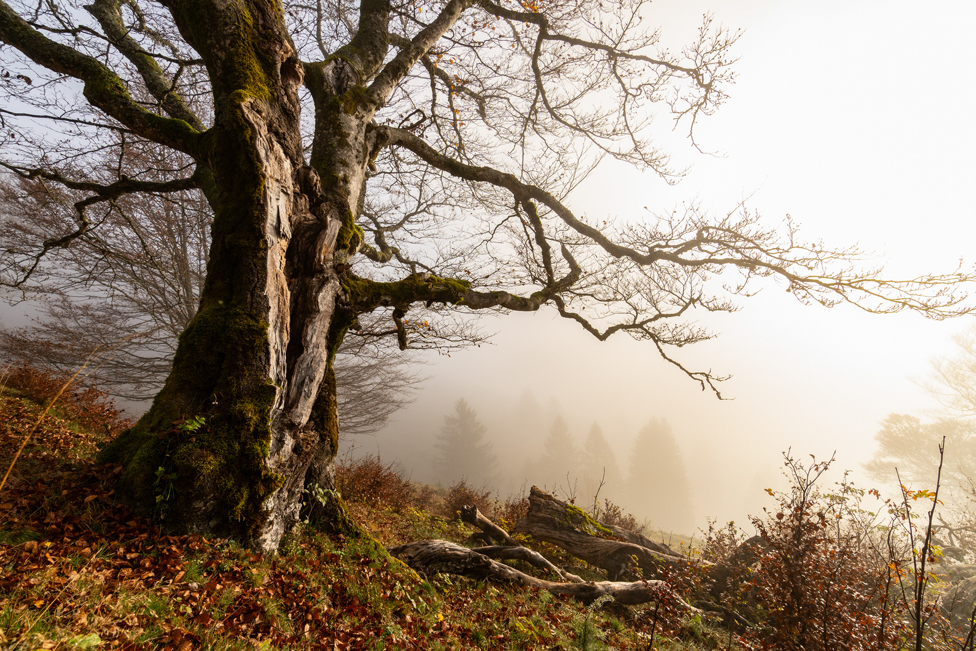 schauinsland - tourismus schwarzwald
