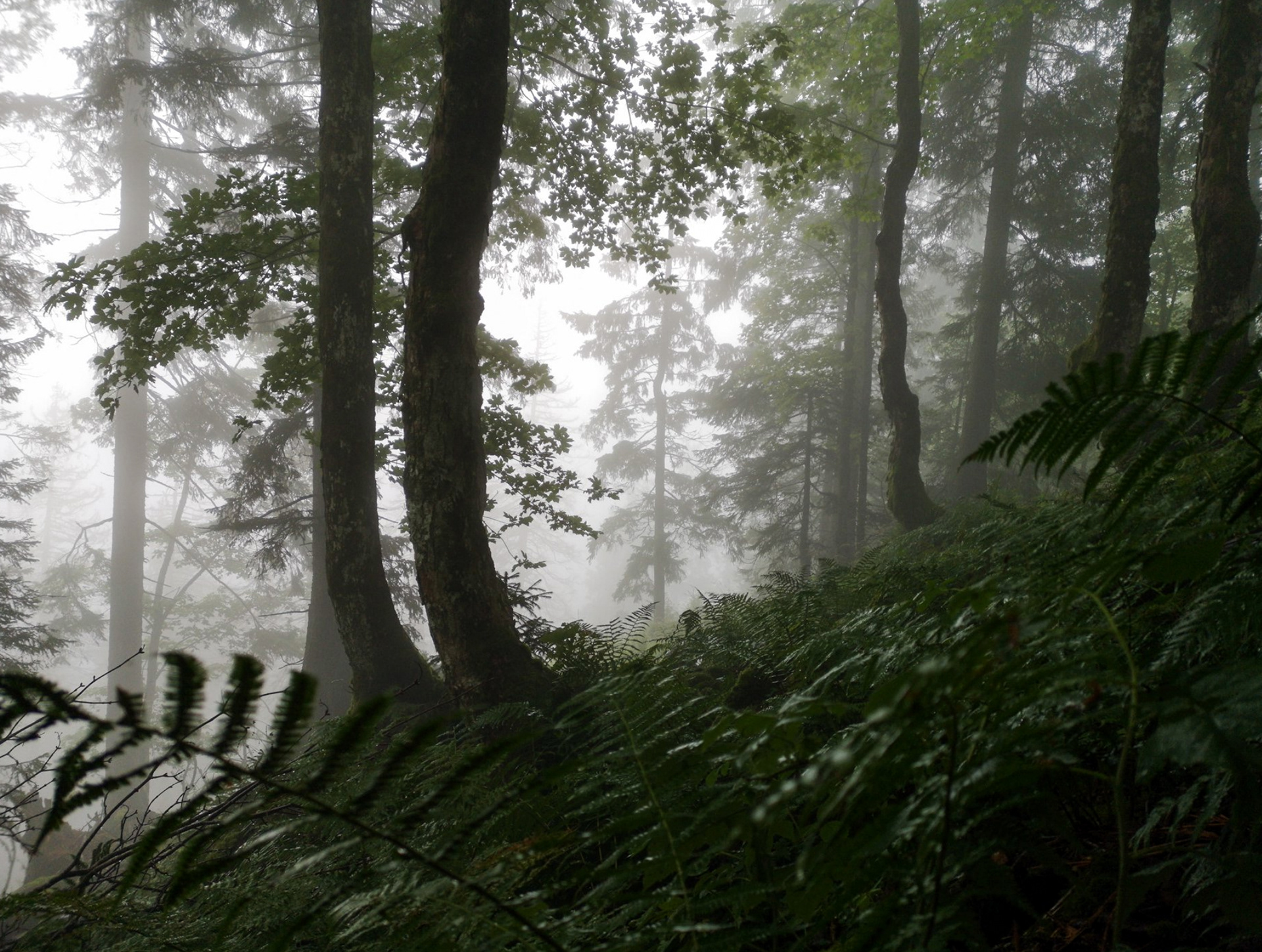 belchen - schwarzwald - tourismus fotografie