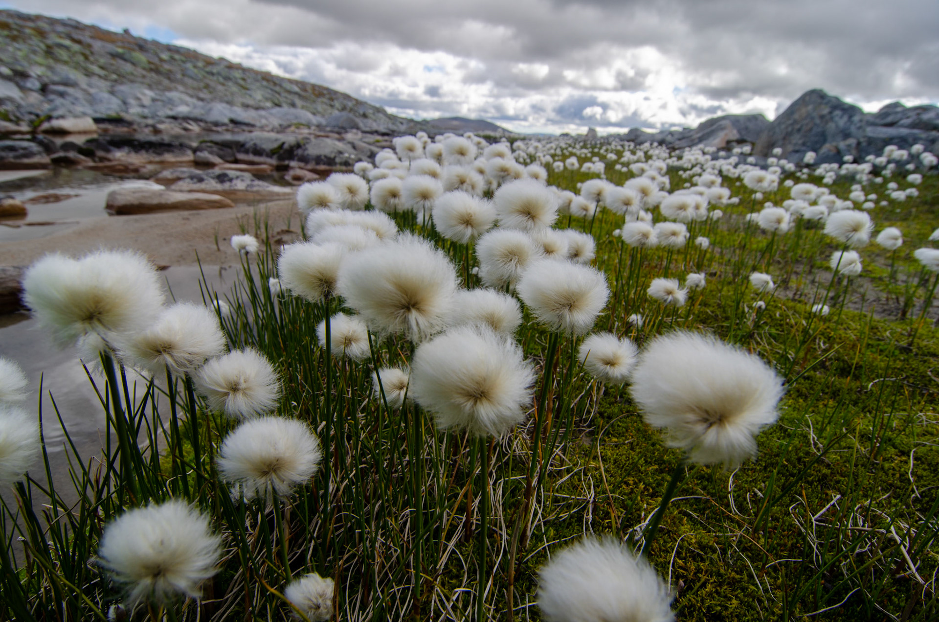 Cotton Grass