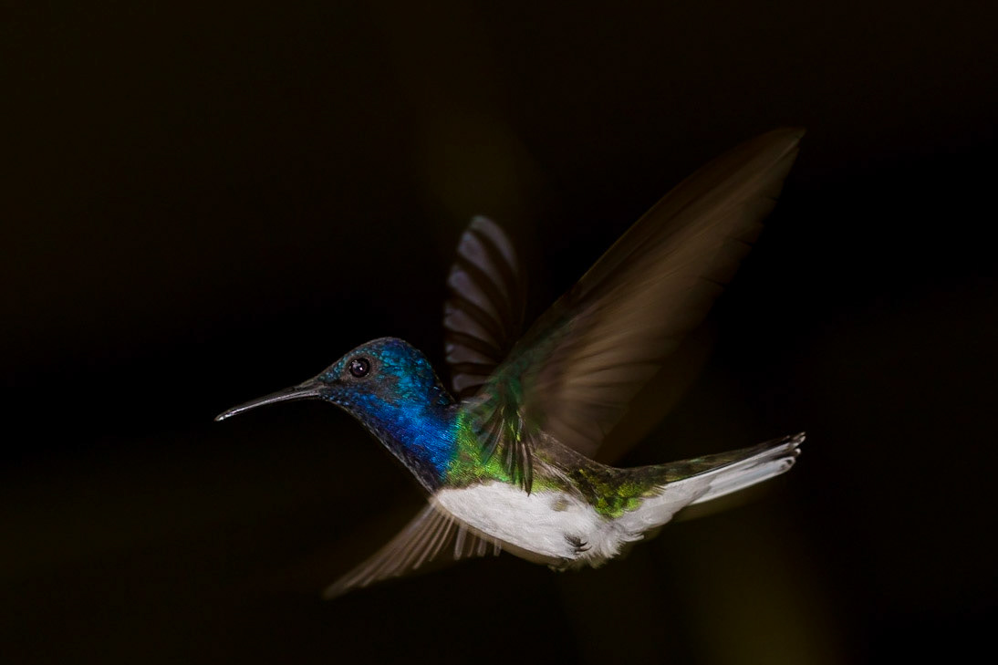 #White-necked Jacobin, #Hummingbird