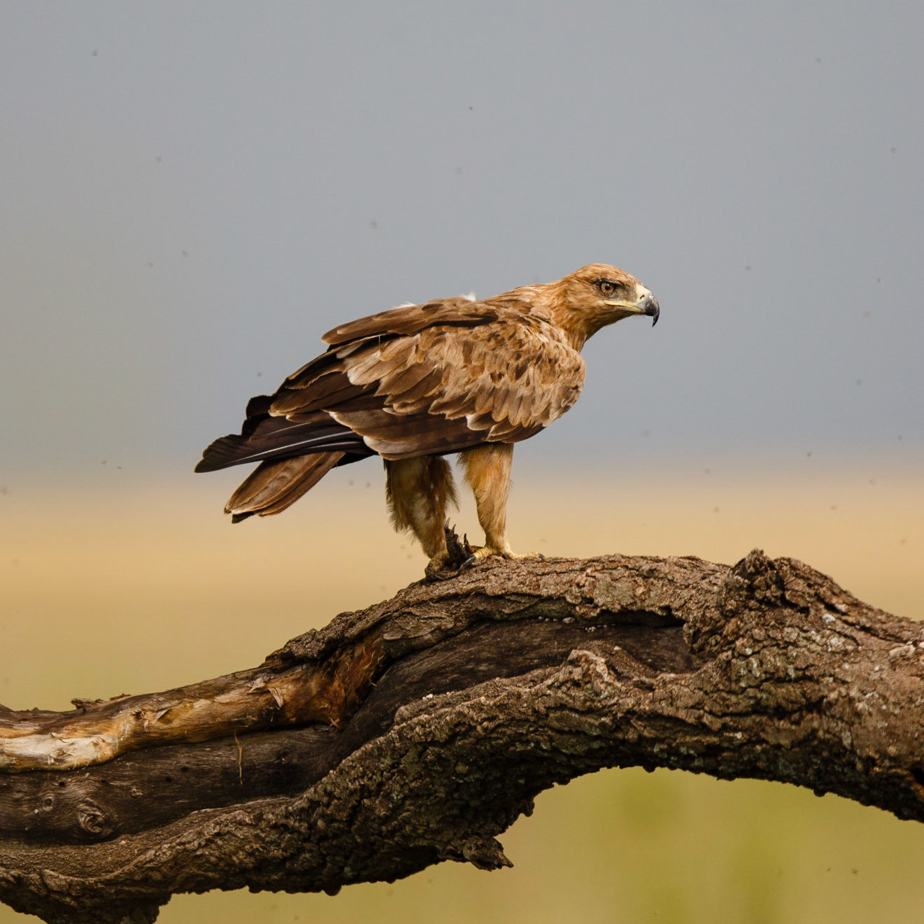 Tawny Eagle, Savannörn, Aquila rapax, eating pray in tree, could be pray of Guineafowl, Serengeti, Tanzania, Africa