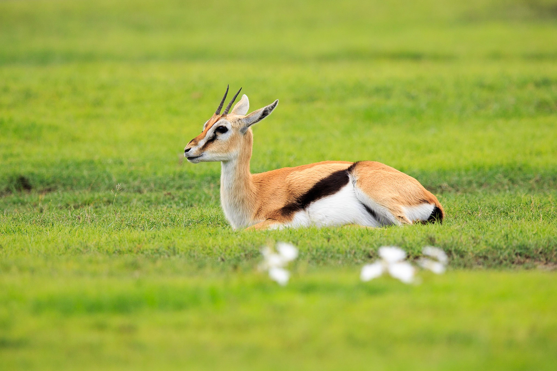 Thomson's Gazelle