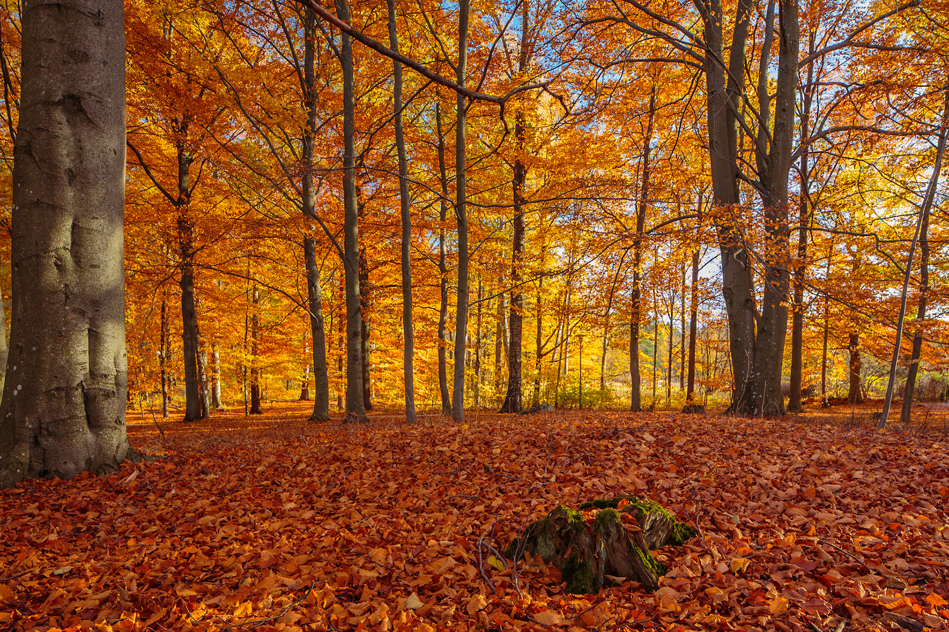 Fall Colors