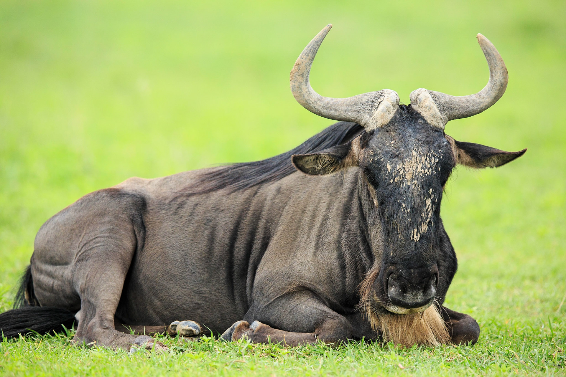 Wildebeest