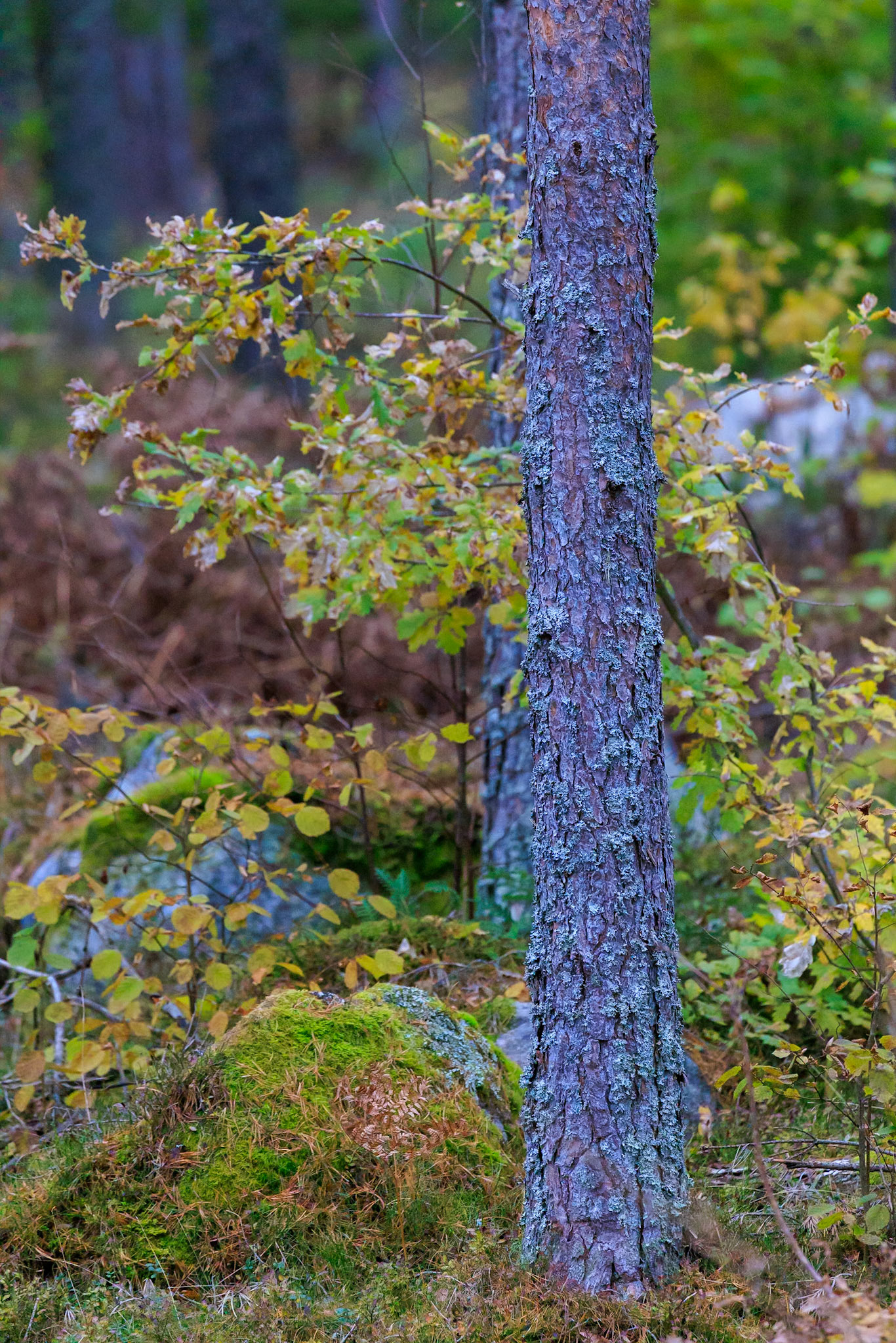 Höstskog