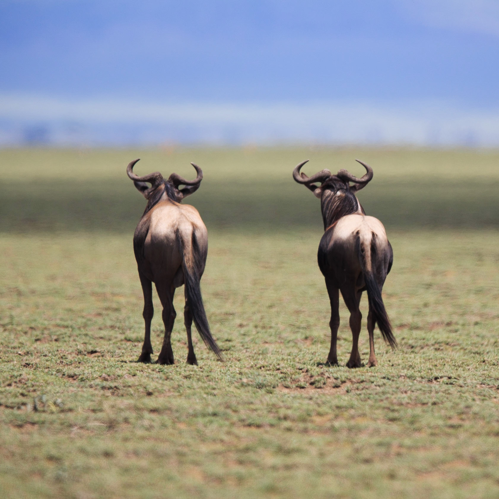Wildebeast migrating the Serengeti