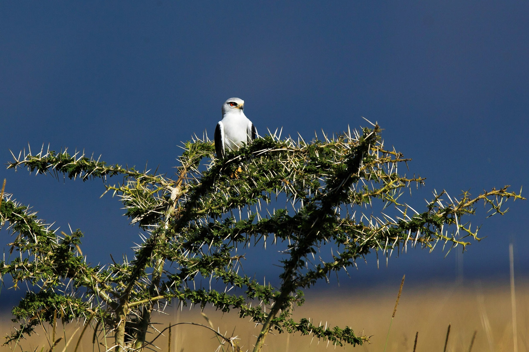 Black-shouldered Kite, Svartvingad Glada, Elanus caeruleus, watching in Simba Kopjes, Serengeti National Park, Tanzania, Africa
