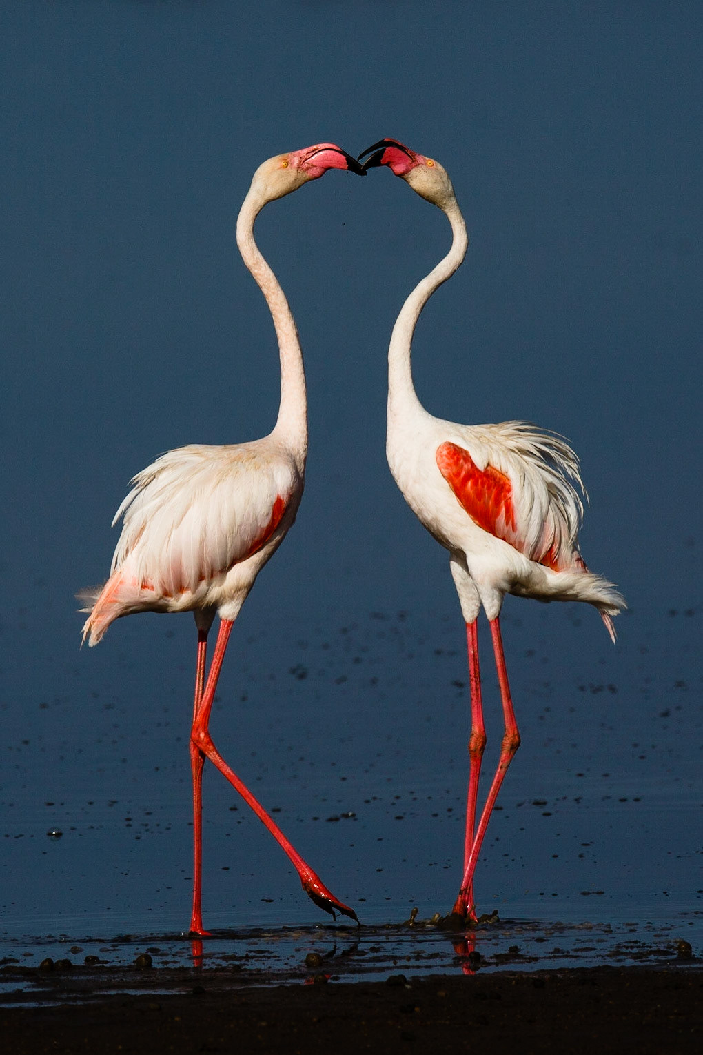 Greater Flamingos (or Rosy Flamingo) Phoenicopterus ruber, Phoenicopterus roseus, Större Flamingo,  feeding in Lake Ndutu in morning light, Serengeti, forming a heart with their long necks.
