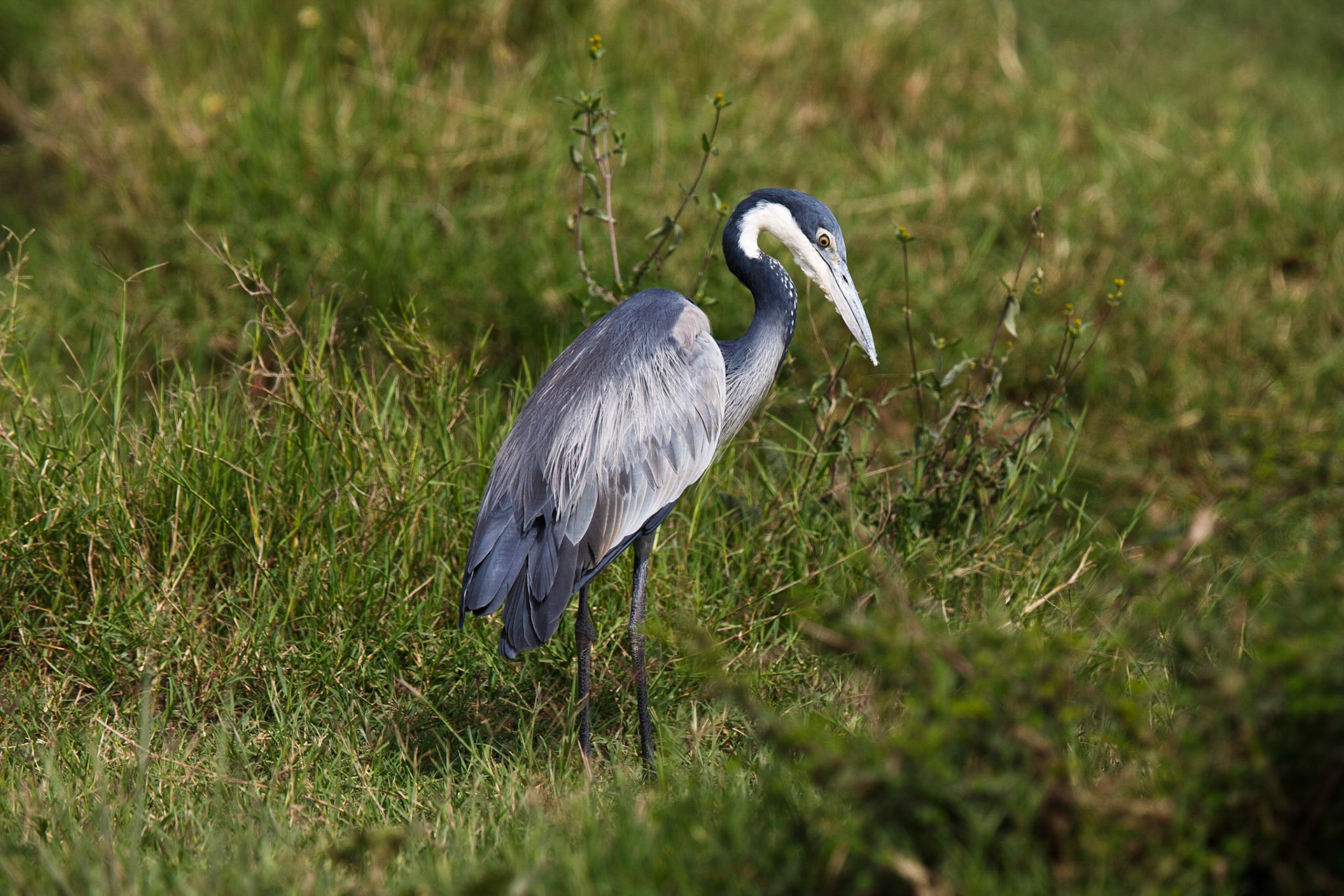 Black-headed Heron, Ardea melanocephala, Svarthuvad Häger, hunting in Serengeti Nation Park