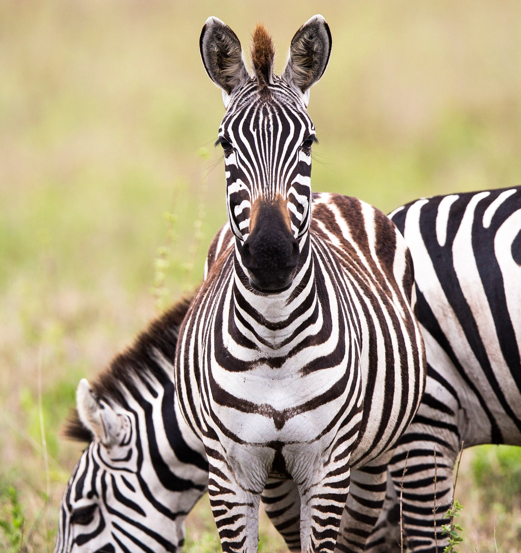 Zebra portrait