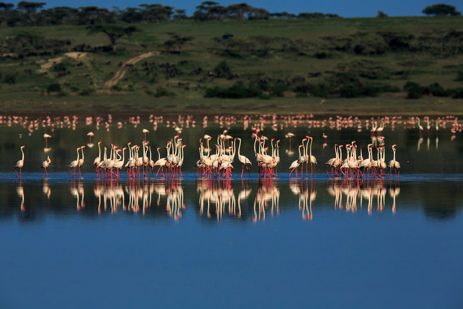 Greater Flamingo's (or Rosy Flamingo) Phoenicopterus ruber, Phoenicopterus roseus, Större Flamingo, feeding in Lake Ndutu in morning light, Serengeti.