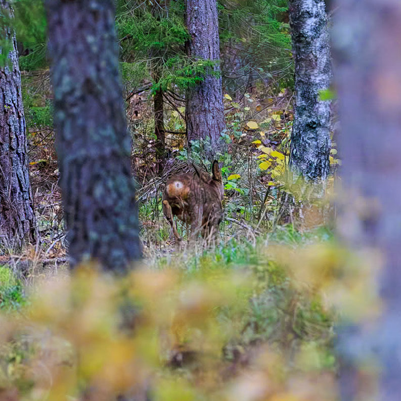Rådjur på språng, i alla fall örat blev skarpt i det svaga ljuset.