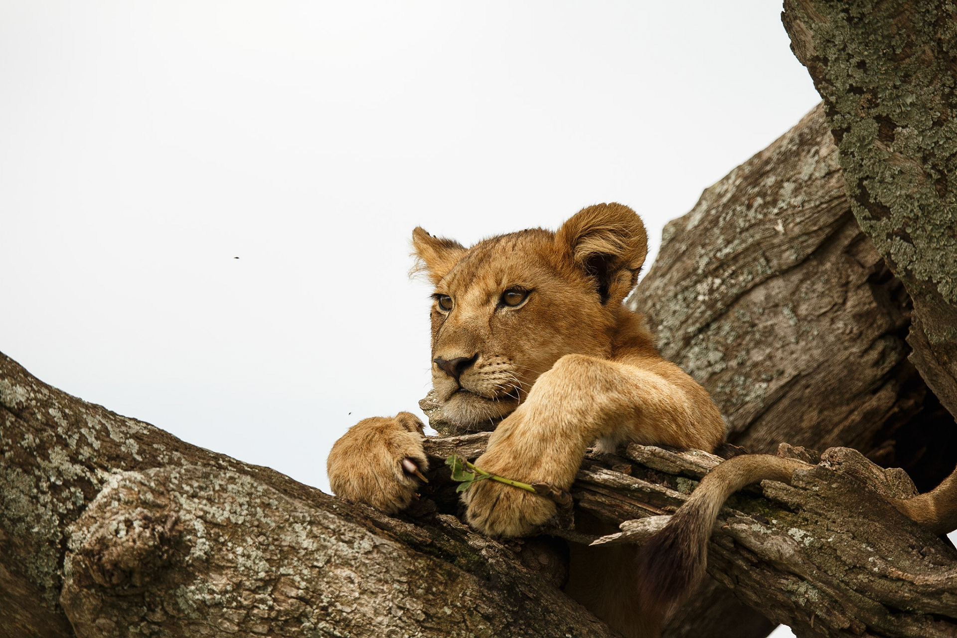 Lion cub possibly 1 yr old resting in tree in Serengeti, Tanzania