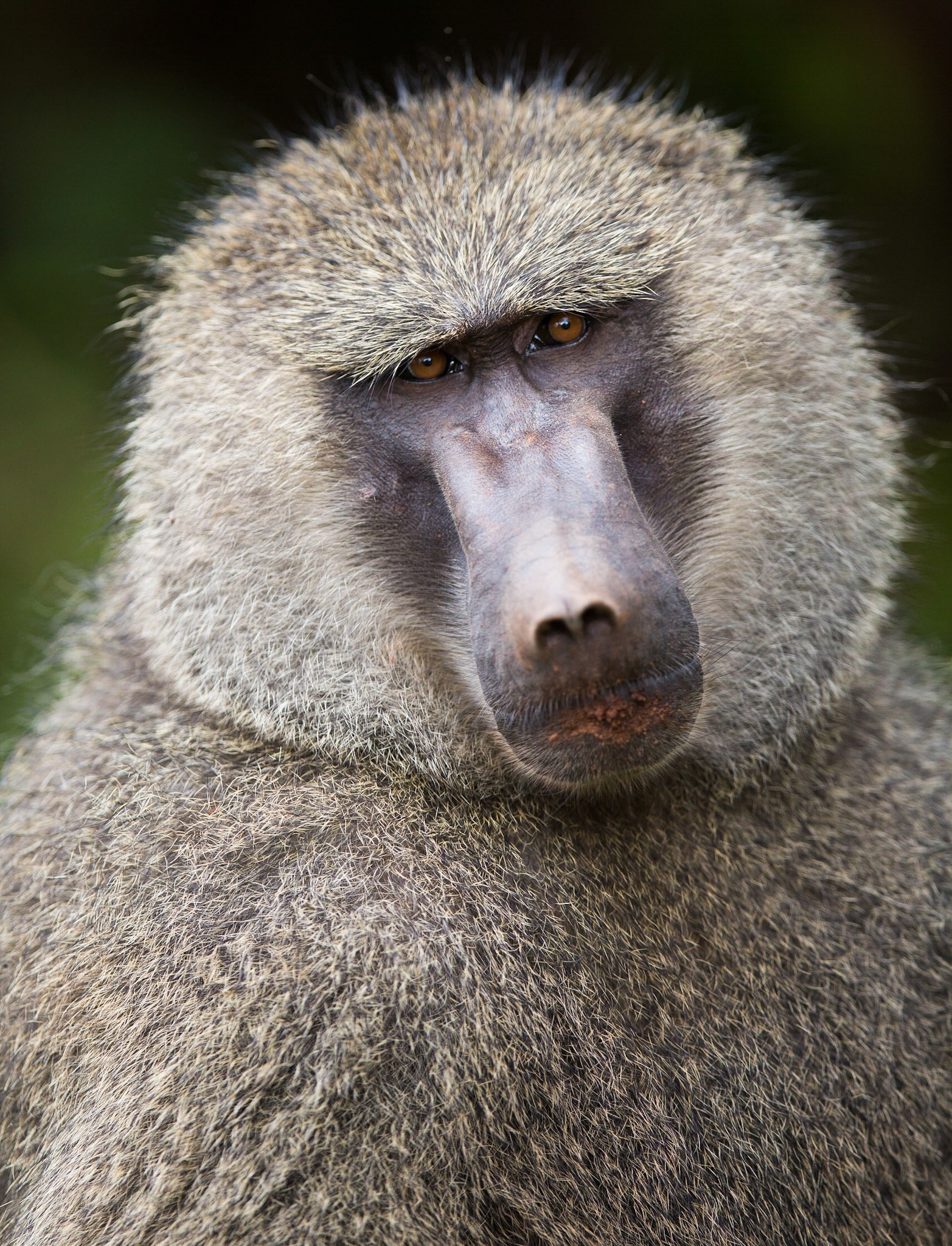 Baboon portrait