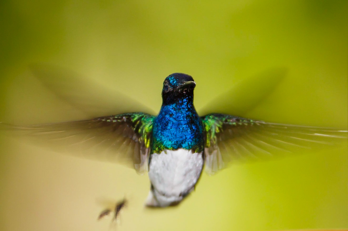 #White-necked Jacobin, #Hummingbird