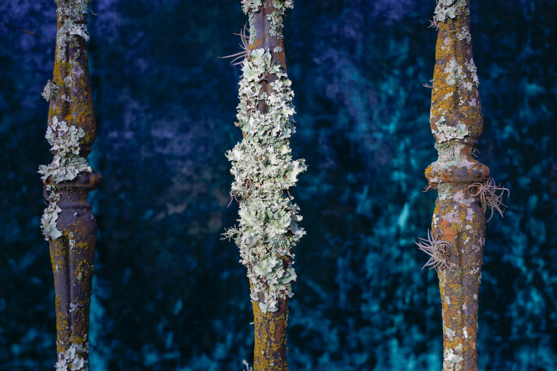 blue crush velvet backdrop