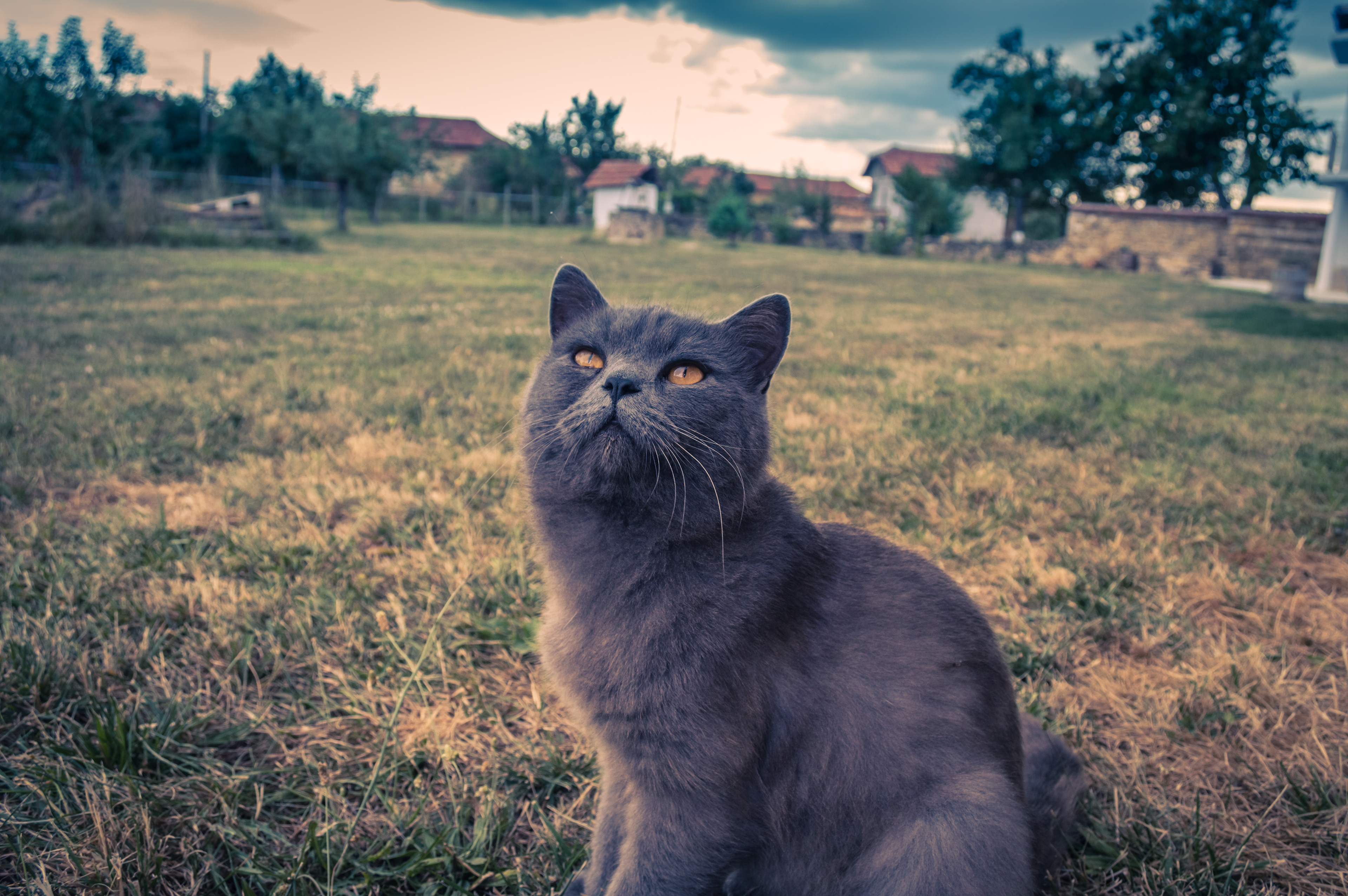close up cat look the sky up orange eyes