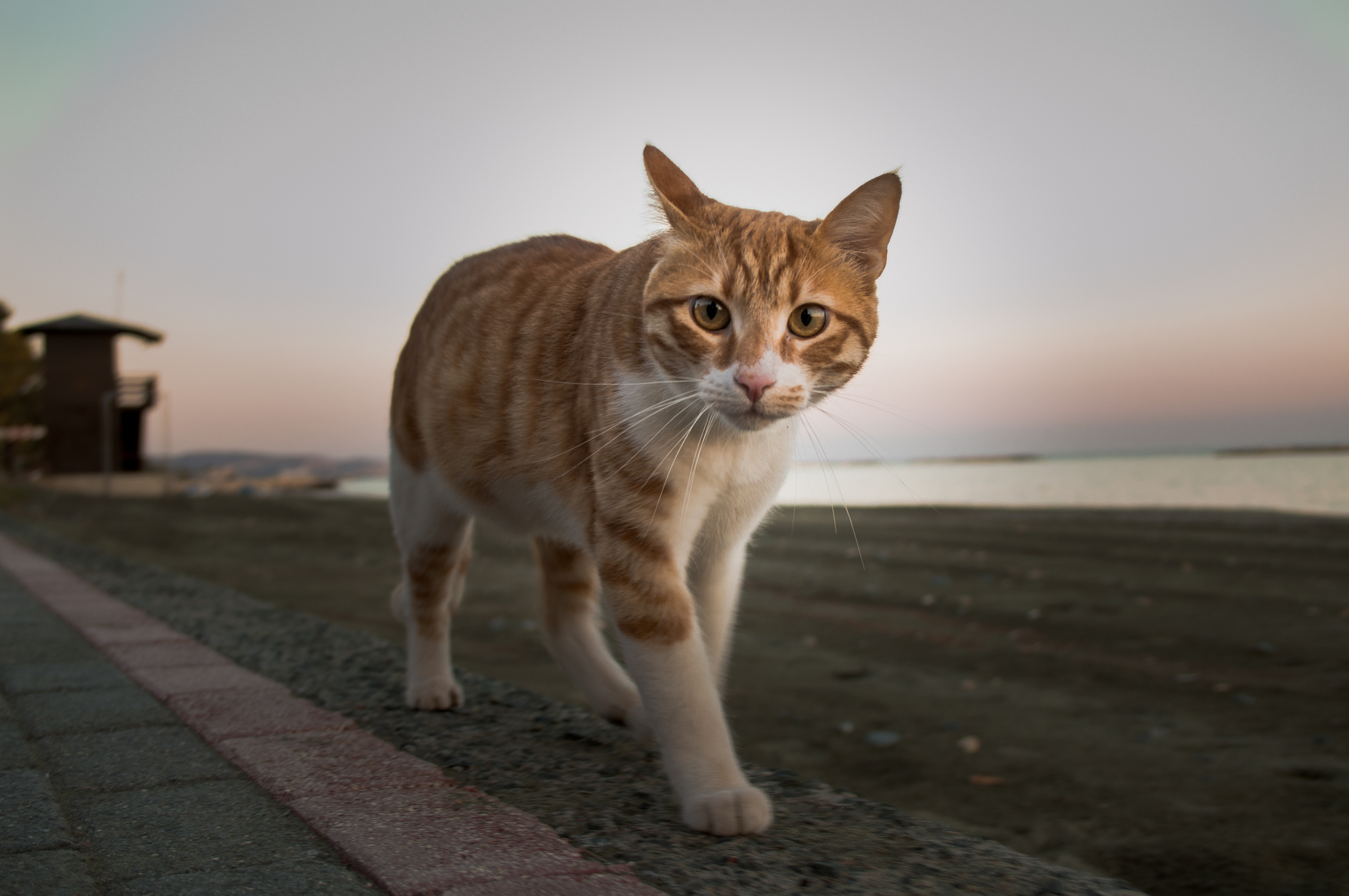 cat at seaside with beautiful eyes close up looking camera