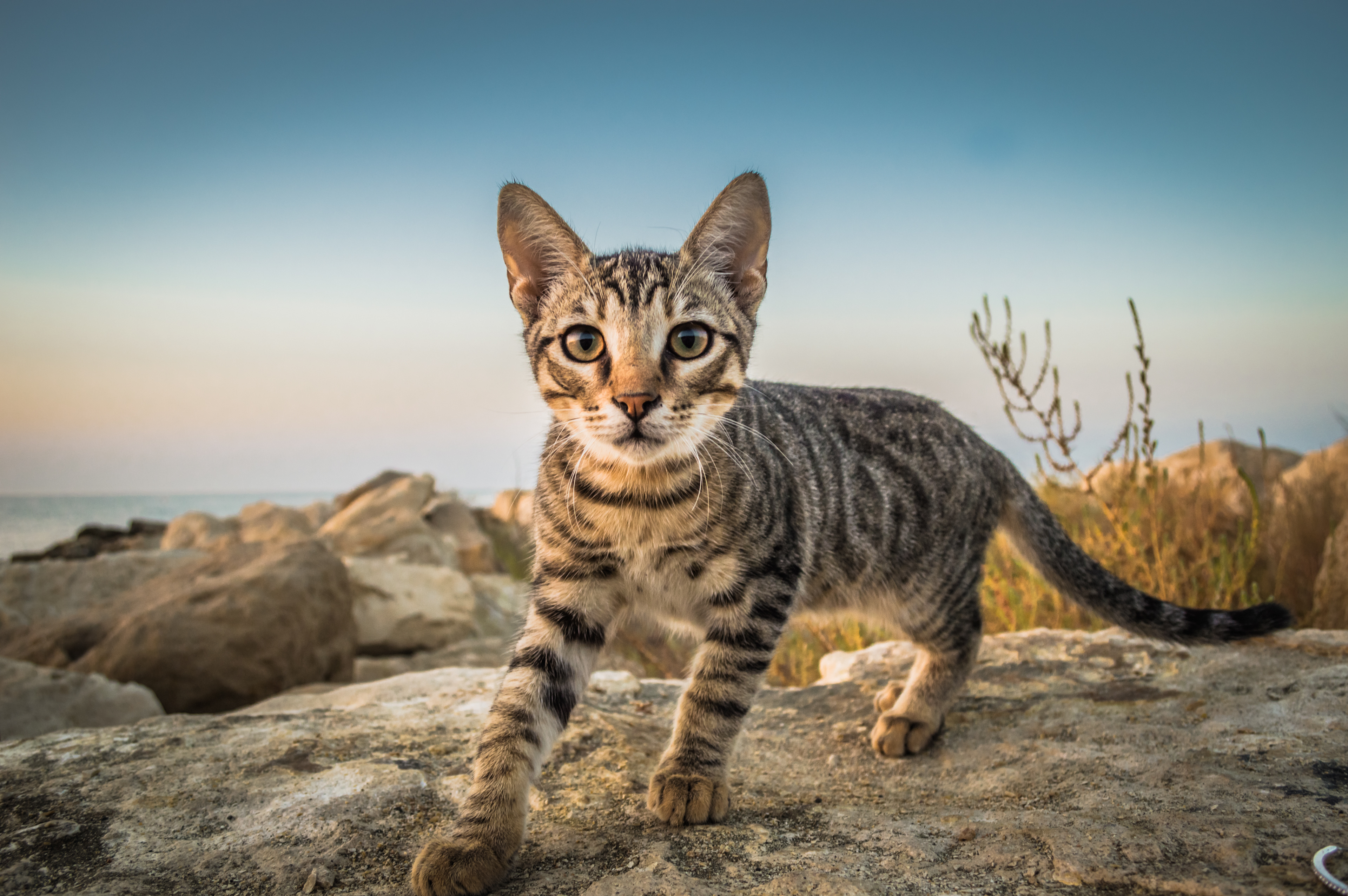 cat at seaside with beautiful eyes close up looking camera