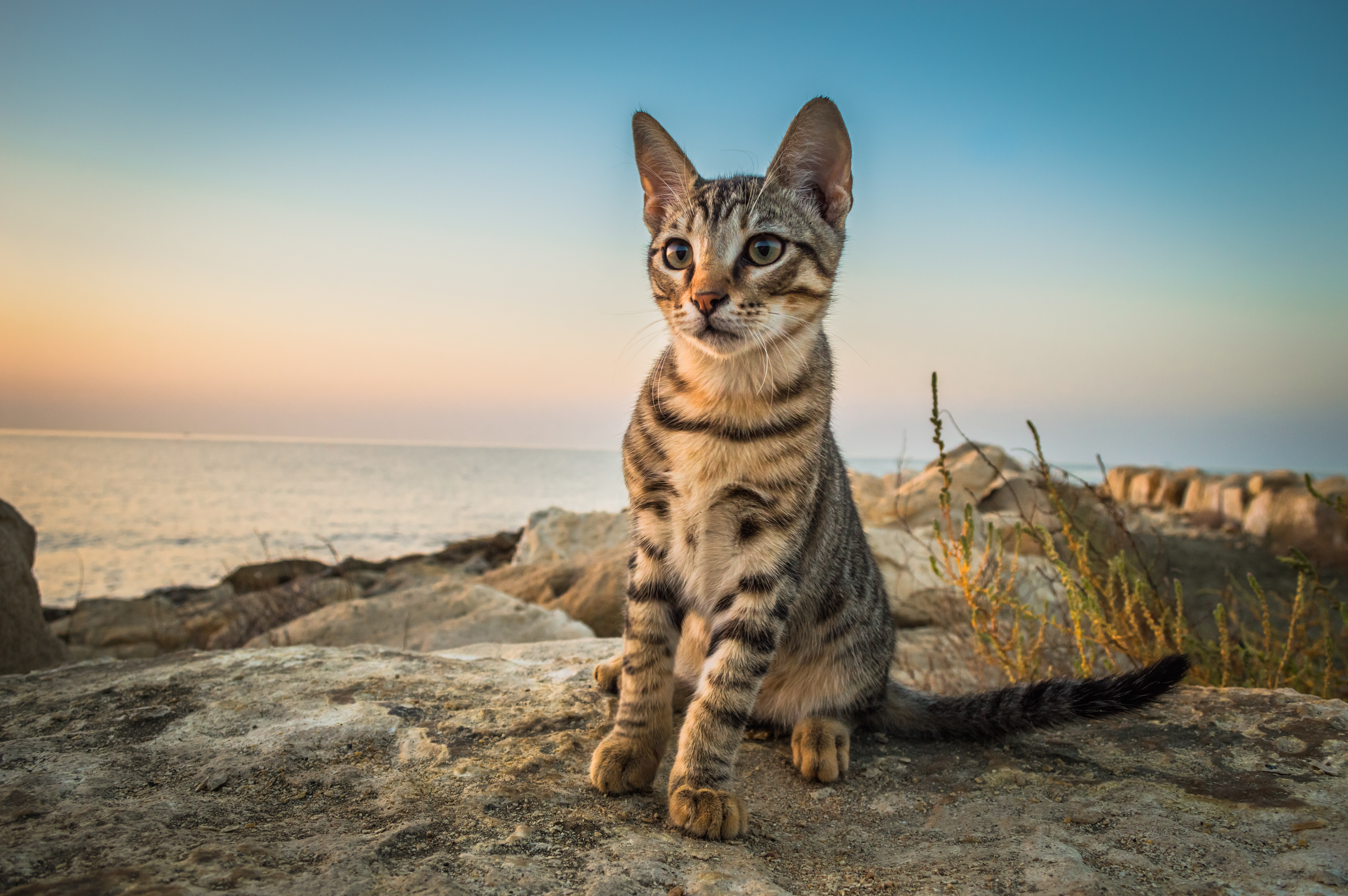 Cat looking sunrise at seaside with beautiful eyes close up