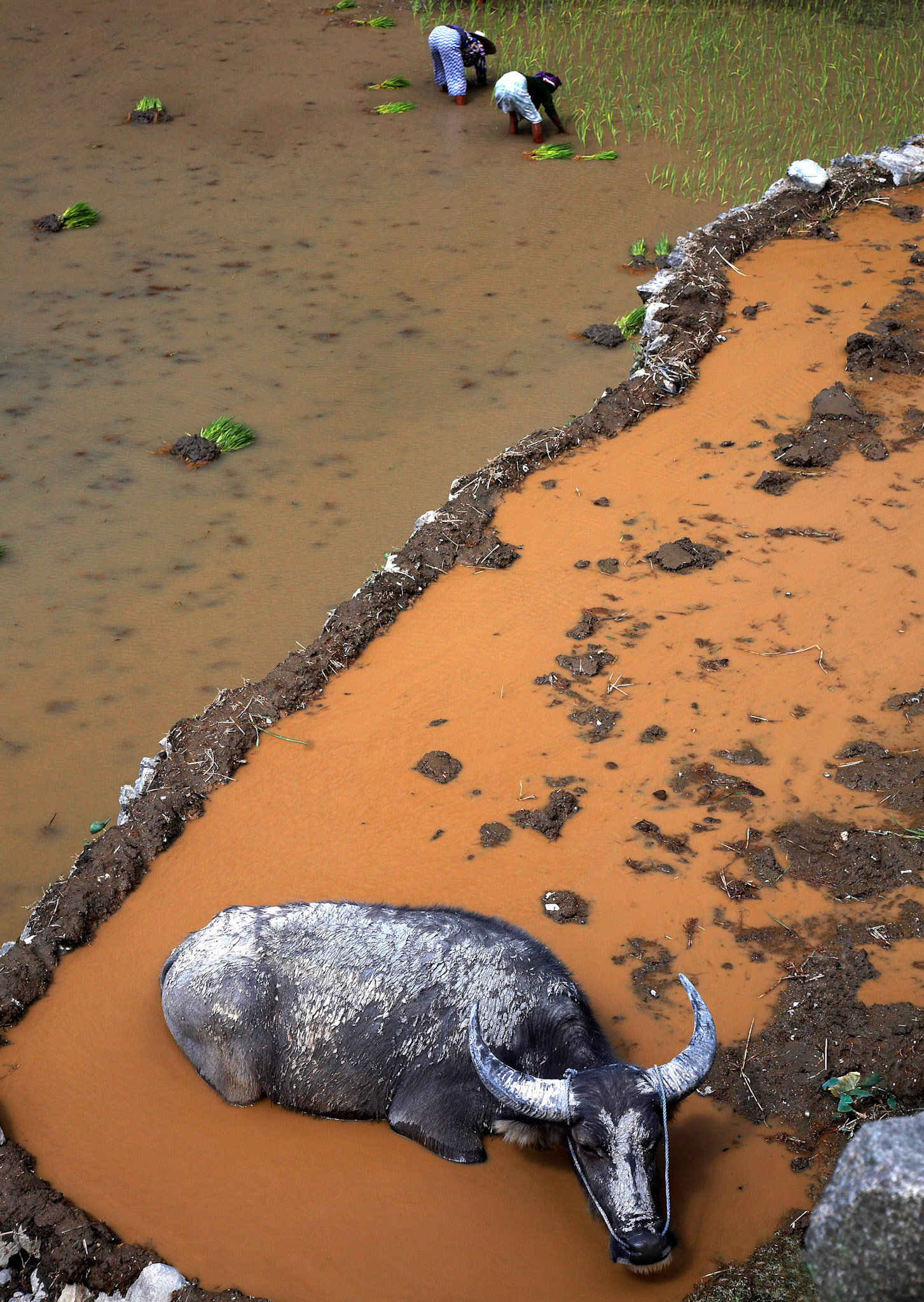 Carabao Buffalo cooling of in water of the rice field