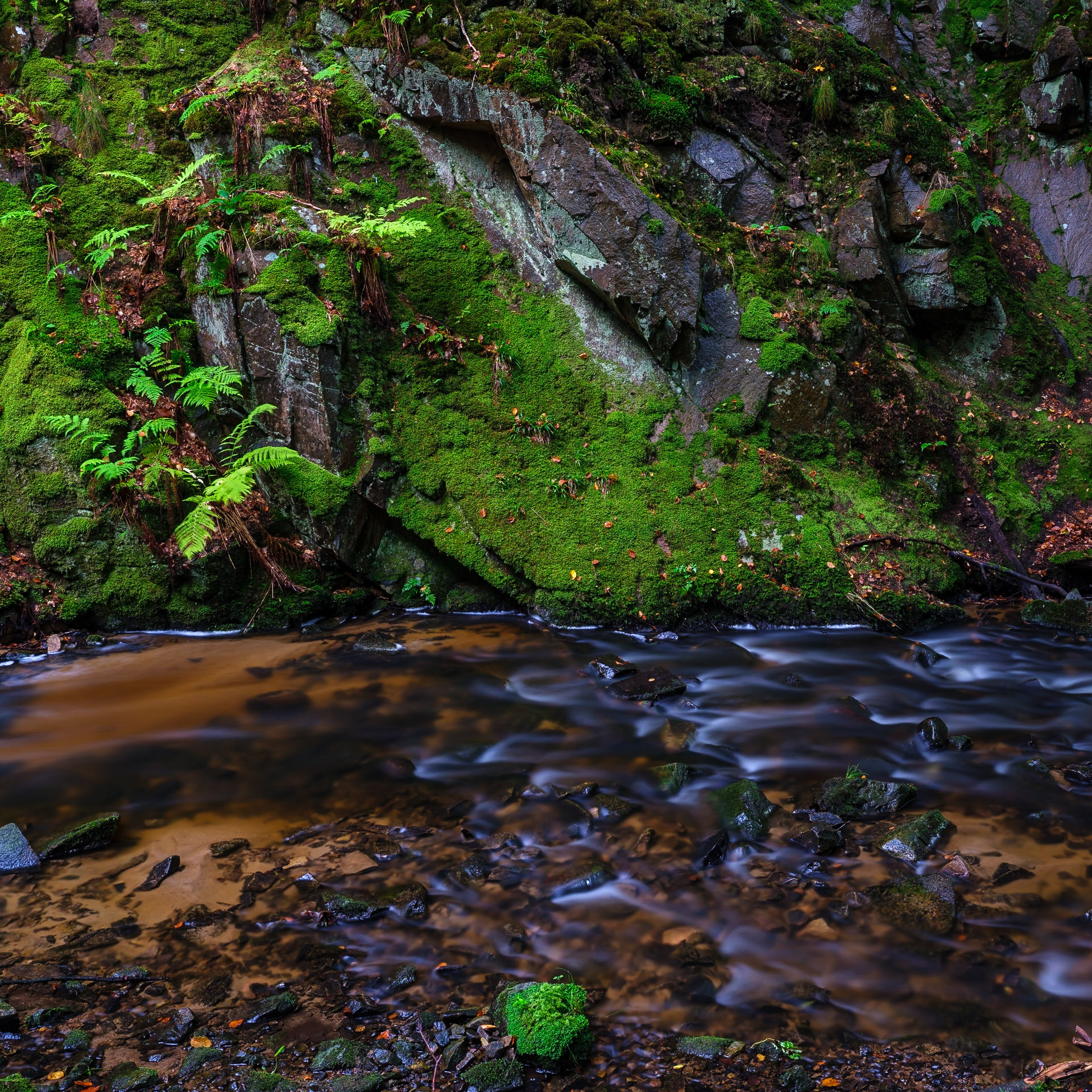 Forsakar Creek #1 - 2017