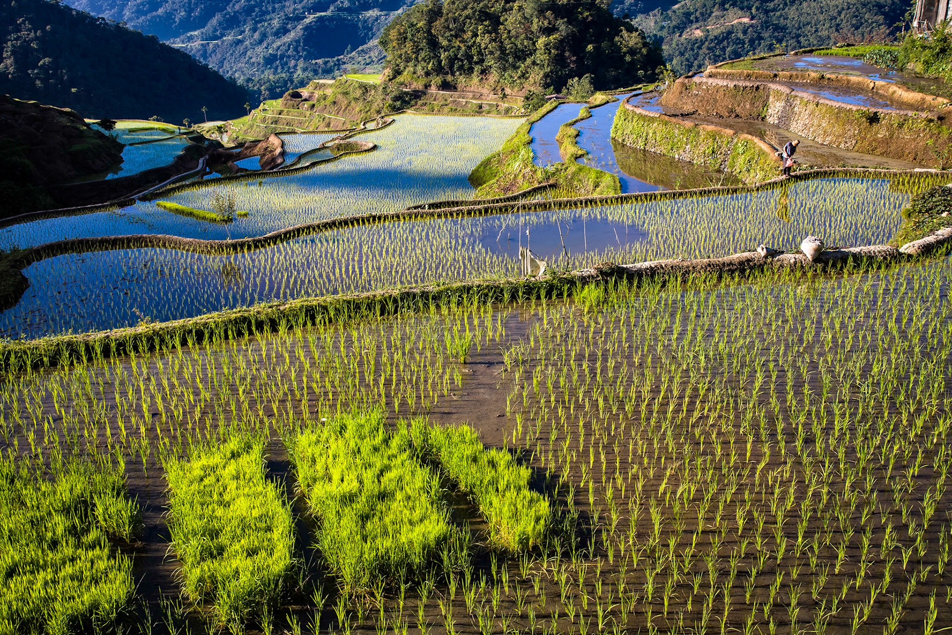 Ifugao rice field farmer inspecting his crop early morning outside Banaue, Philippines