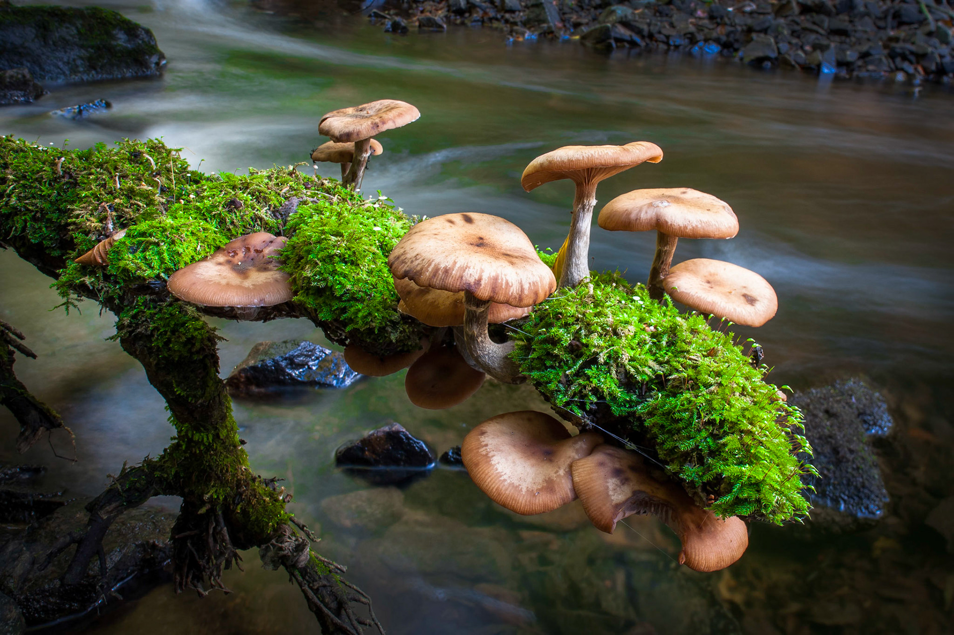 Mushrooms grow on a dead tree hanging over the Forskar creak