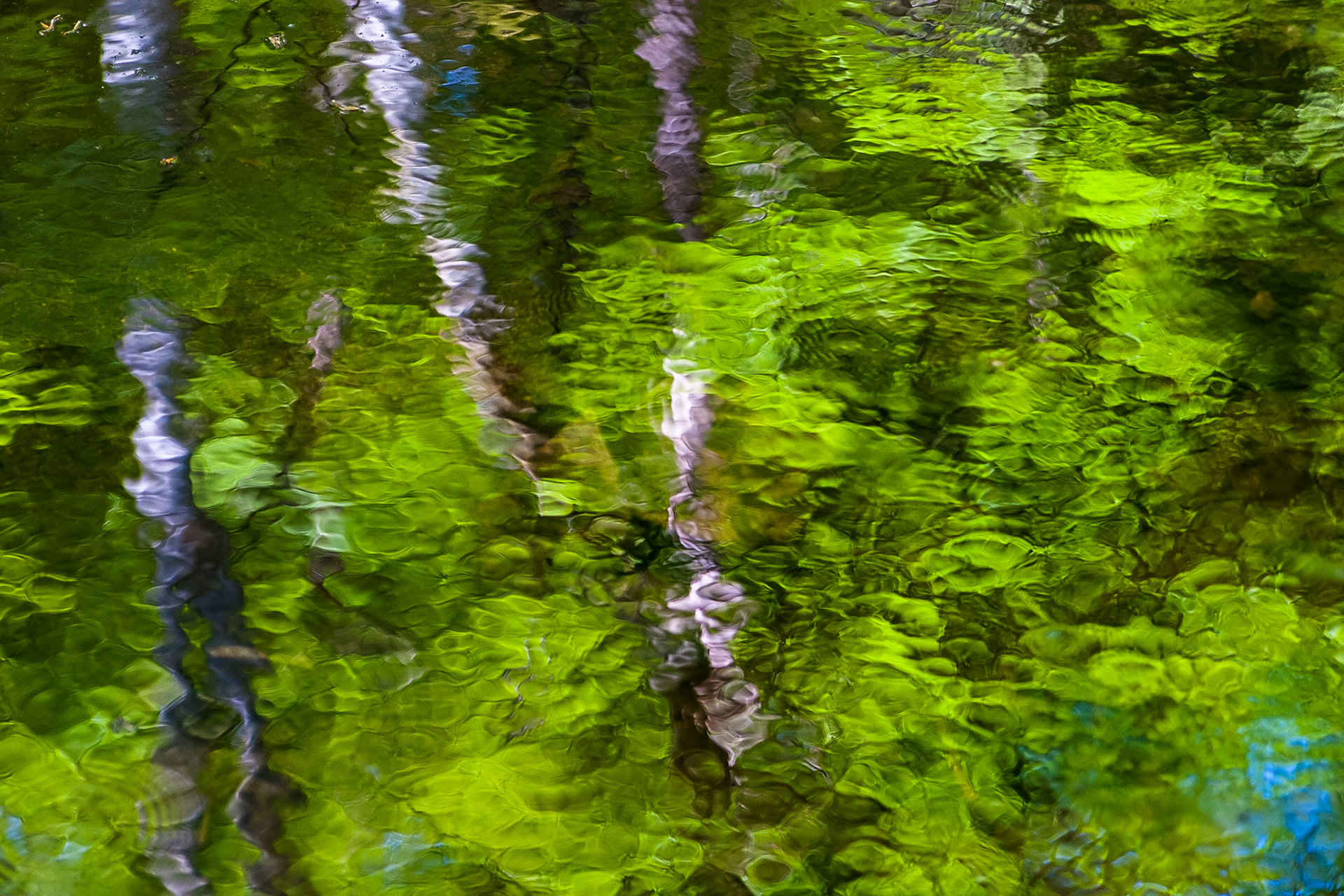 Springtime forrest reflections in Forsakar River, Skane - Sweden