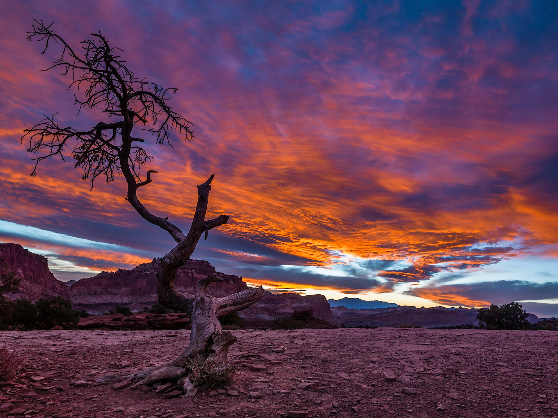 Siluette of a ganrled Juniper at Panorama Point, Capitol Reef National Park, Utah, USA