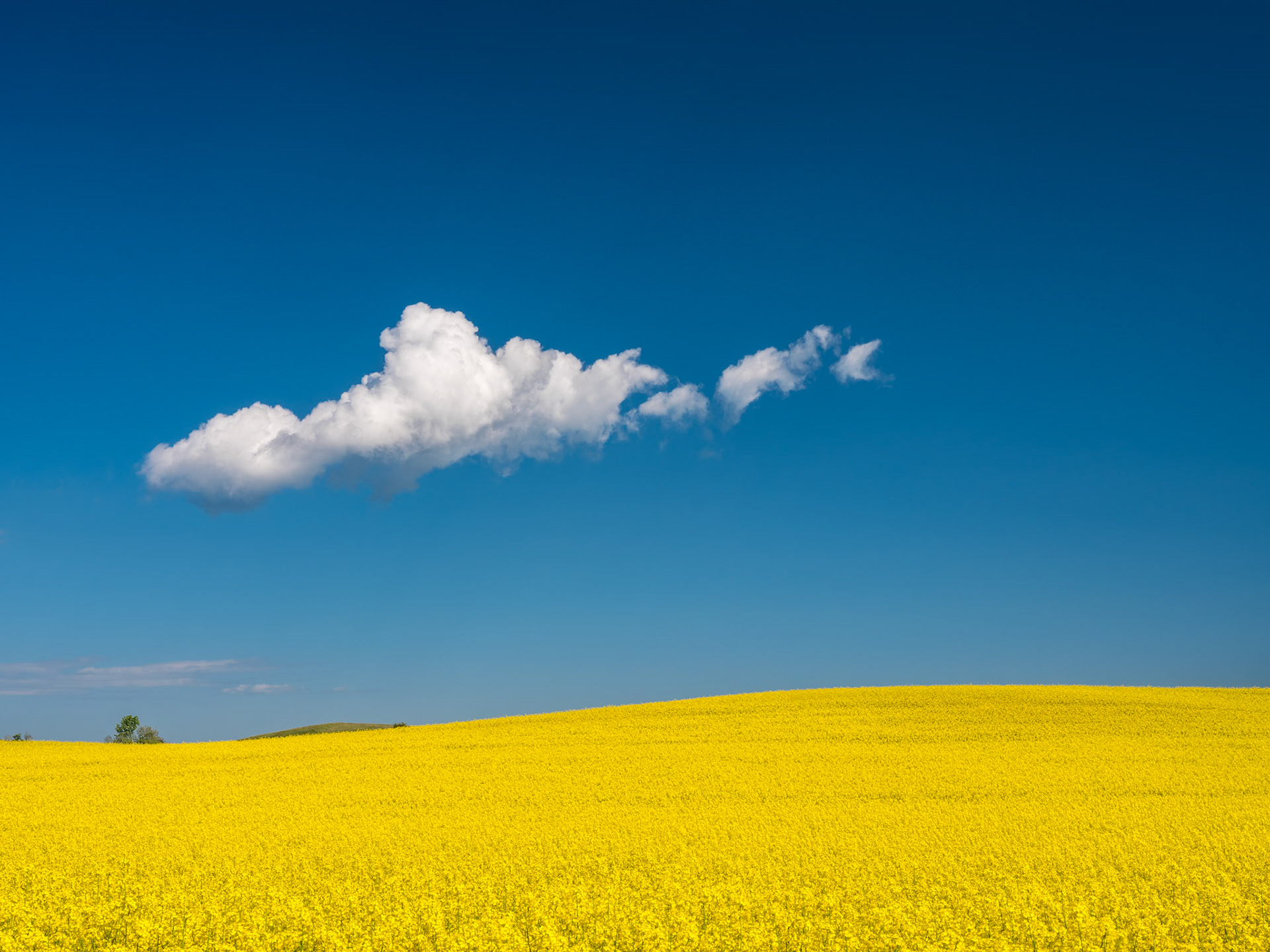 At spring time Skåne is full of yellow fields combine it with blue sky and you have the colors of the Swedish flag. Near Killans Bönegård.
