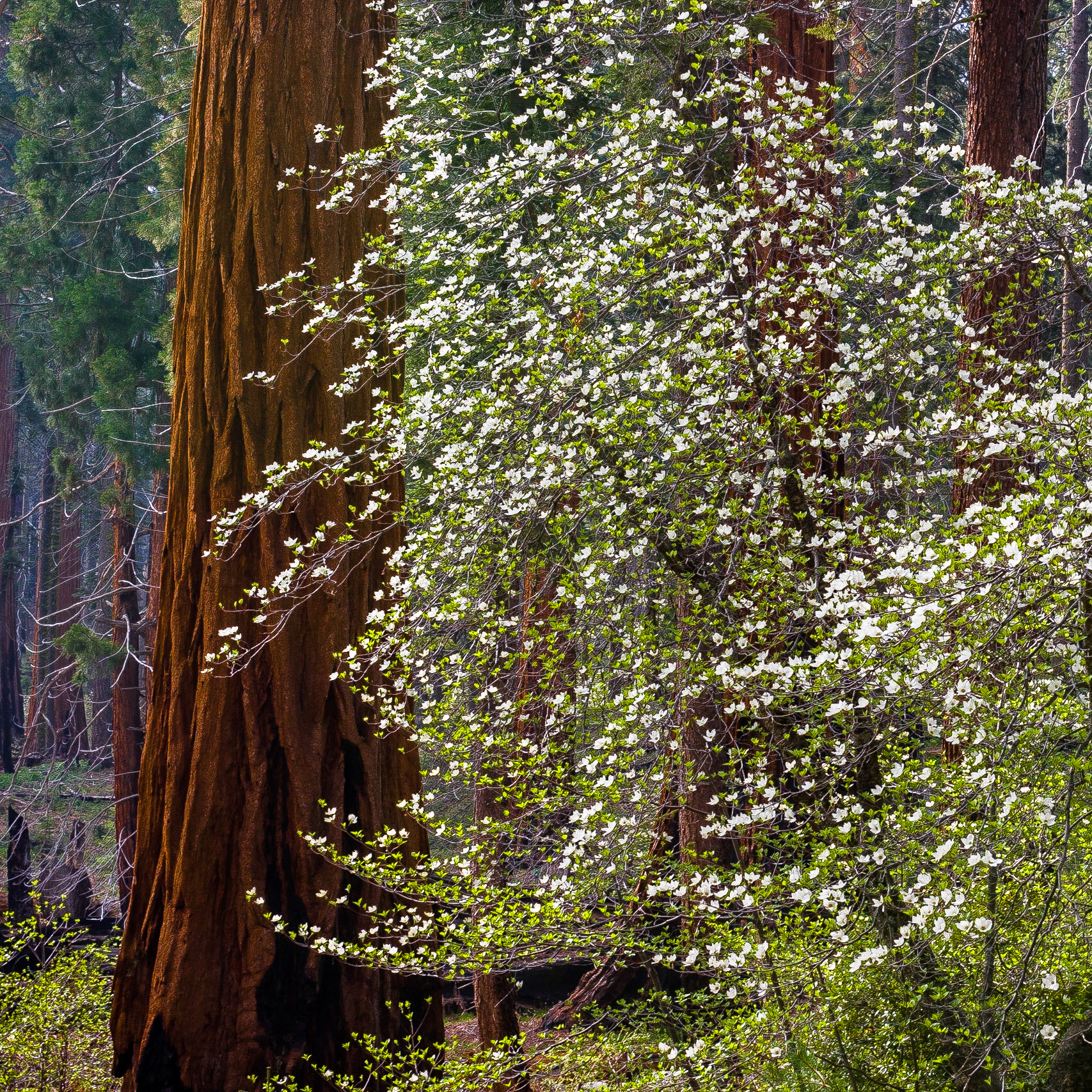 Spring in Giant Sequoia National Park