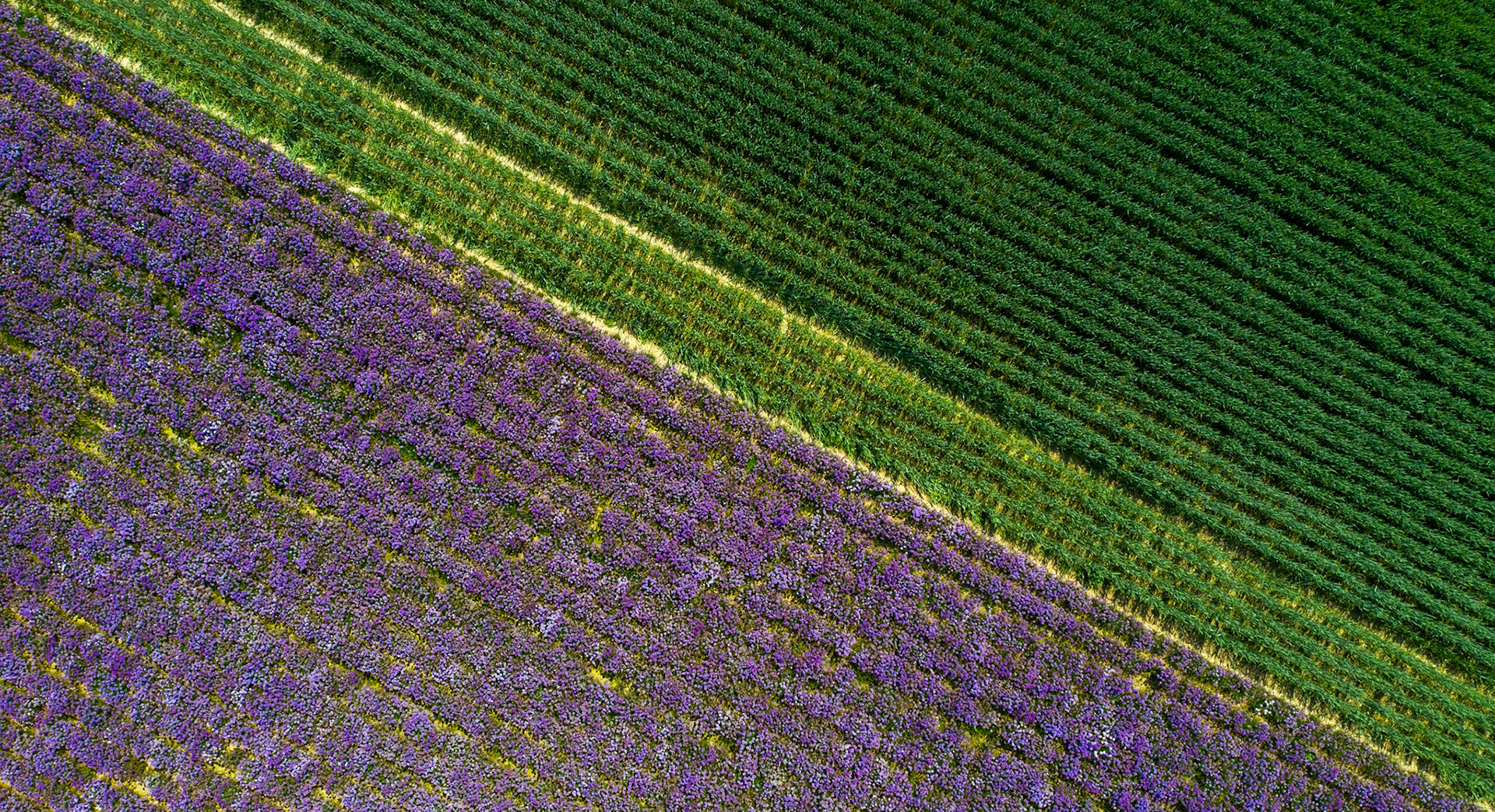 Møn - Chives Field #1