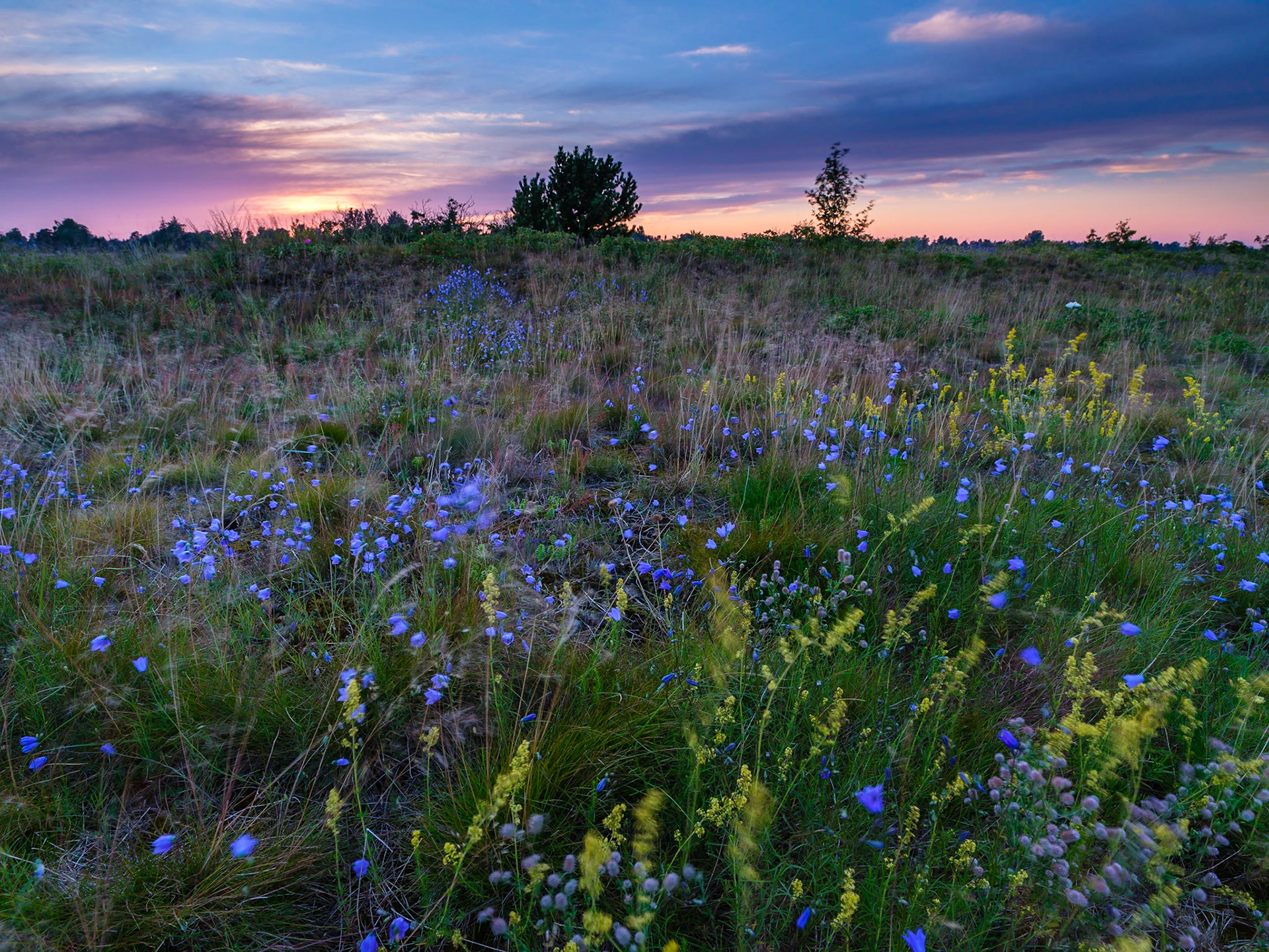 Flowers at the beach tonight at sunset at Jersey beach, "Staunings Ø".Still practising and getting acquainted with my new Fuji GFX 50S, here with the trusted Hasselblad HCD 24mm. Exif: F16 for 1.1 sec at ISO 100.