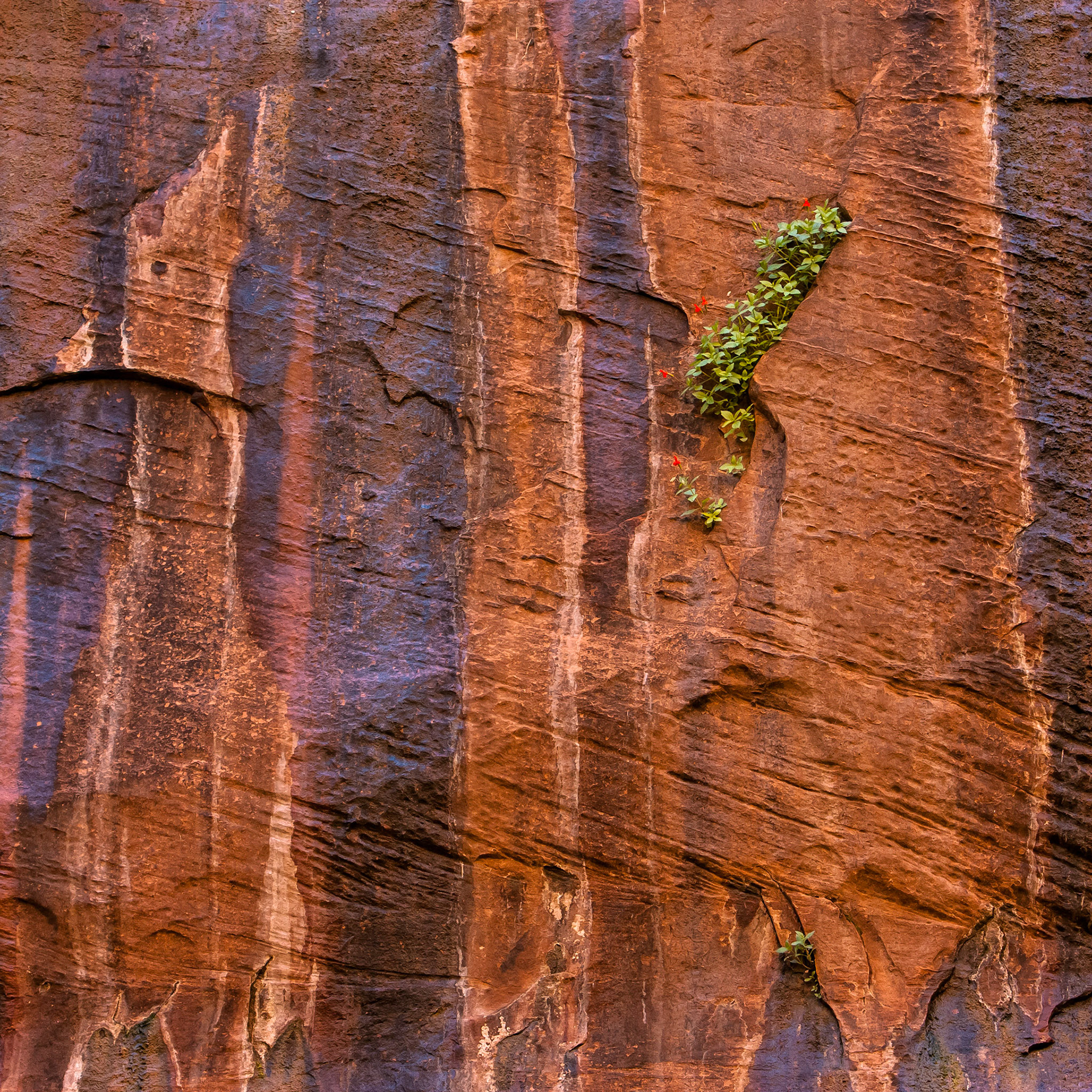 Amazing to see how flowers can grow on a vertical wall as long as there is a little water.
