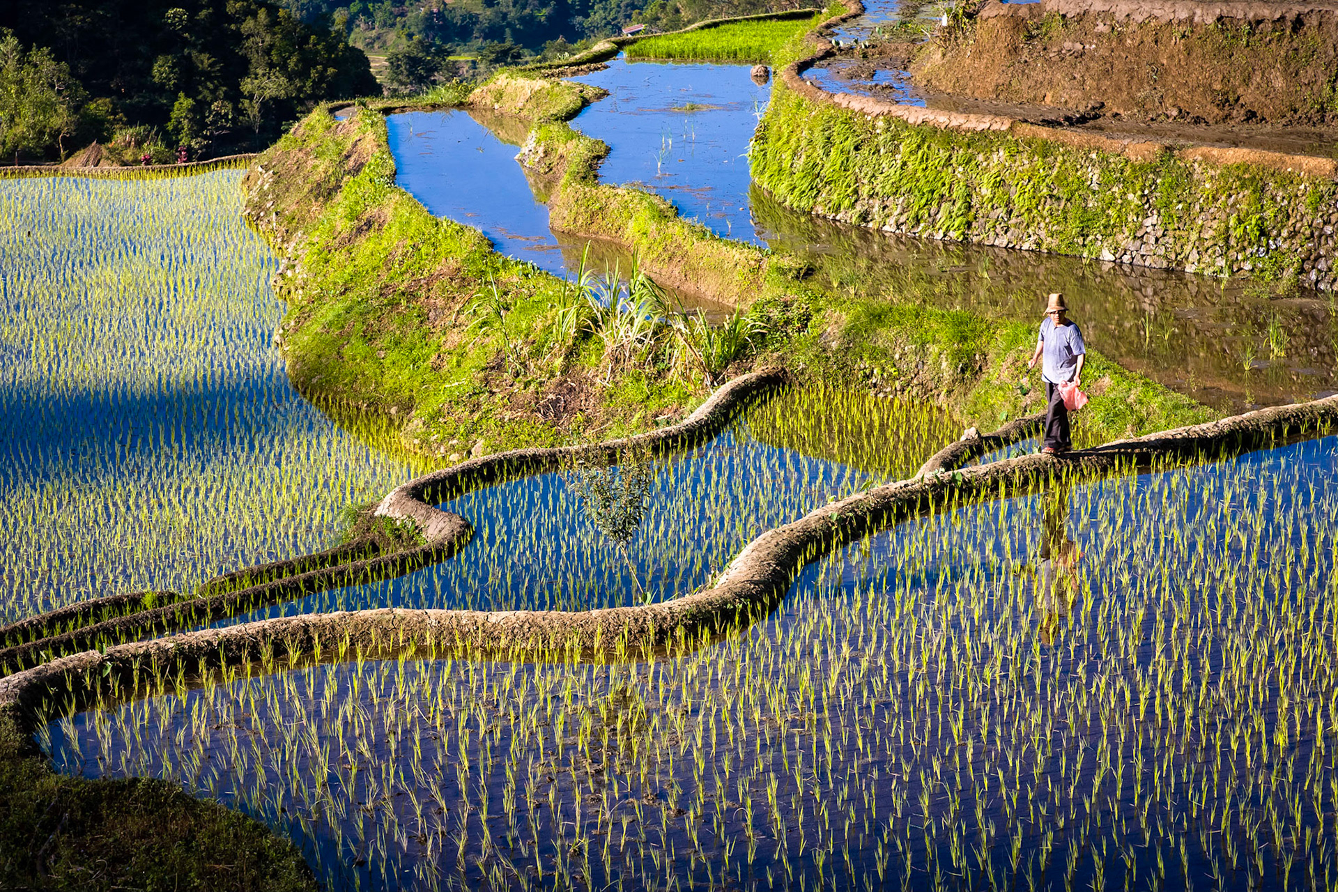 Ifugao rice field farmer inspecting his crop early morning outside Banaue, Philippines