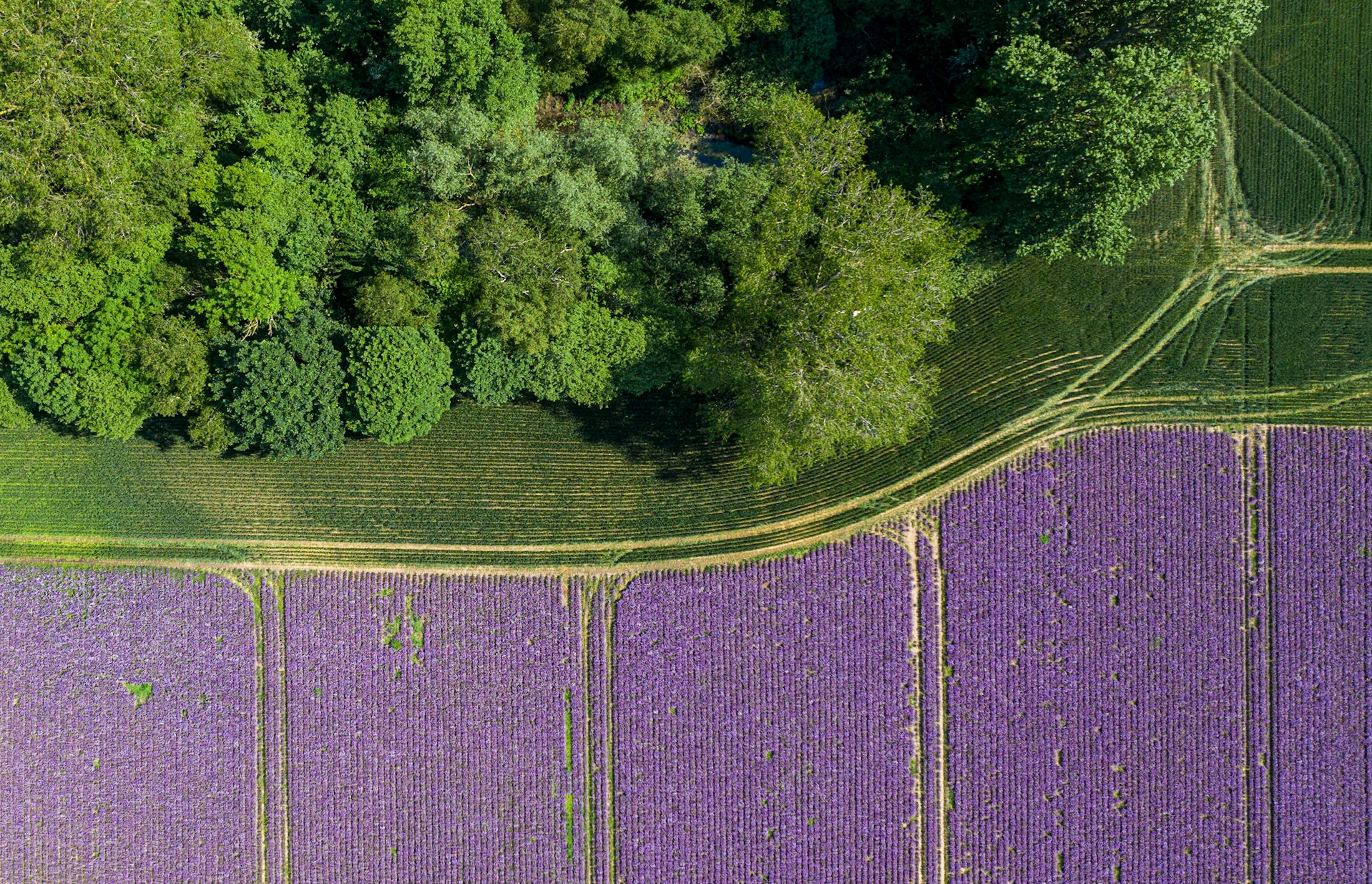 Møn - Chives Field #2