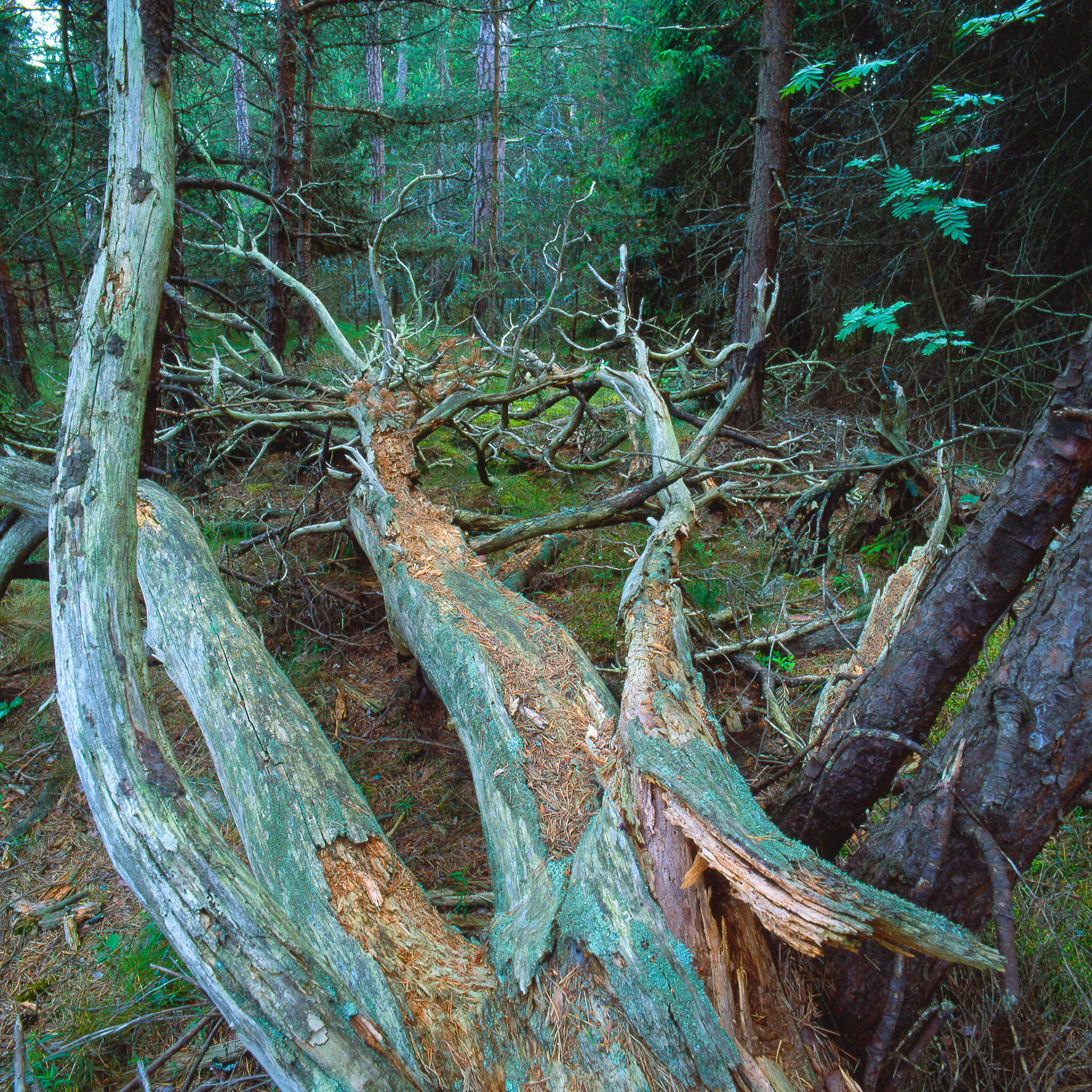 Troldeskogen on north east ôland, Sweden